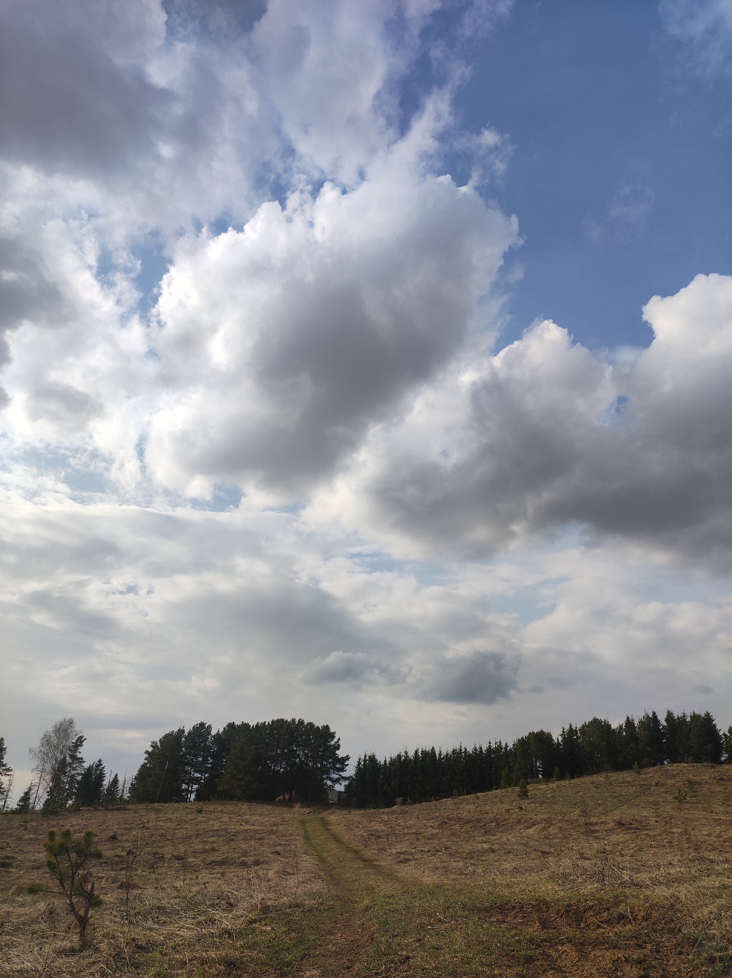 The image shows a landscape in Фоки, Russia, under a sky filled with cumulus and altocumulus clouds. The foreground features a field of dry grasses with a narrow dirt path winding uphill. Sparse patches of green grass are visible among the dry vegetation. A few small trees or shrubs dot the lower left of the frame. A line of evergreen trees is positioned along the top of the hill. A stand of deciduous trees is also present.