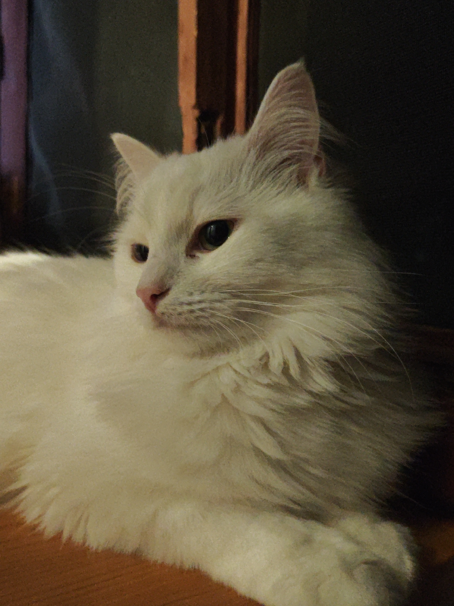 A fluffy white cat with light brown ears and green eyes is lying down on a wooden surface. The cat is facing to the left, with its head turned slightly towards the viewer. The background is dark and out of focus, with hints of wooden furniture and a dark blue curtain. The lighting is dim, creating a warm and cozy atmosphere.