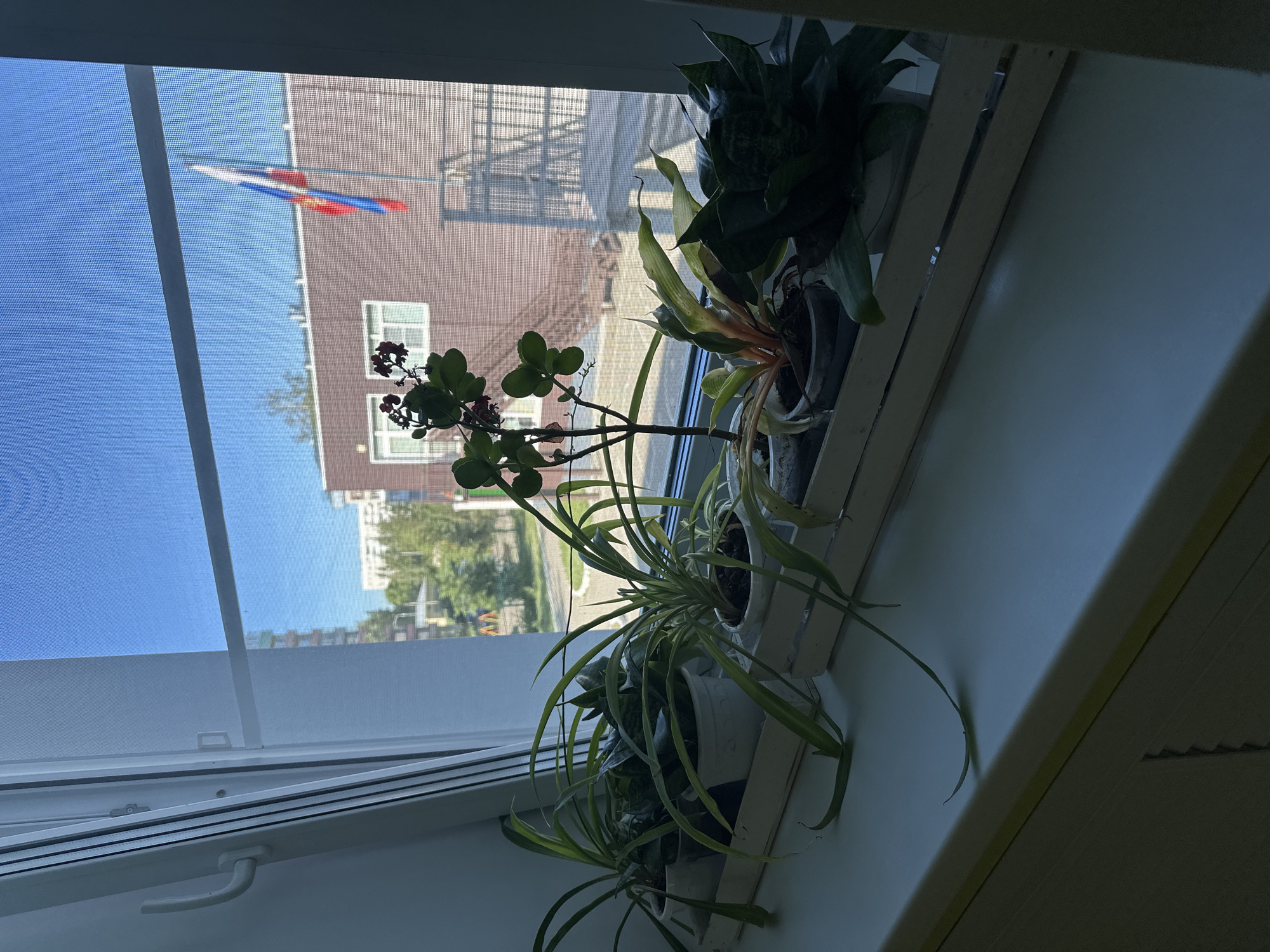 The image shows a windowsill with several potted plants in front of a window. Through the window, a building with a Russian flag can be seen. The scene appears to be located in Novoaltaysk, Russia. The windowsill is white and there is a wooden tray holding the plants. From left to right, the plants include what appears to be a spider plant, a snake plant, another spider plant, a Kalanchoe, and possibly a succulent or agave. The building in the background is brown with white-framed windows. The Russian flag is red, white, and blue. The sky is clear and blue. The image is taken from a slightly elevated perspective, looking out the window.