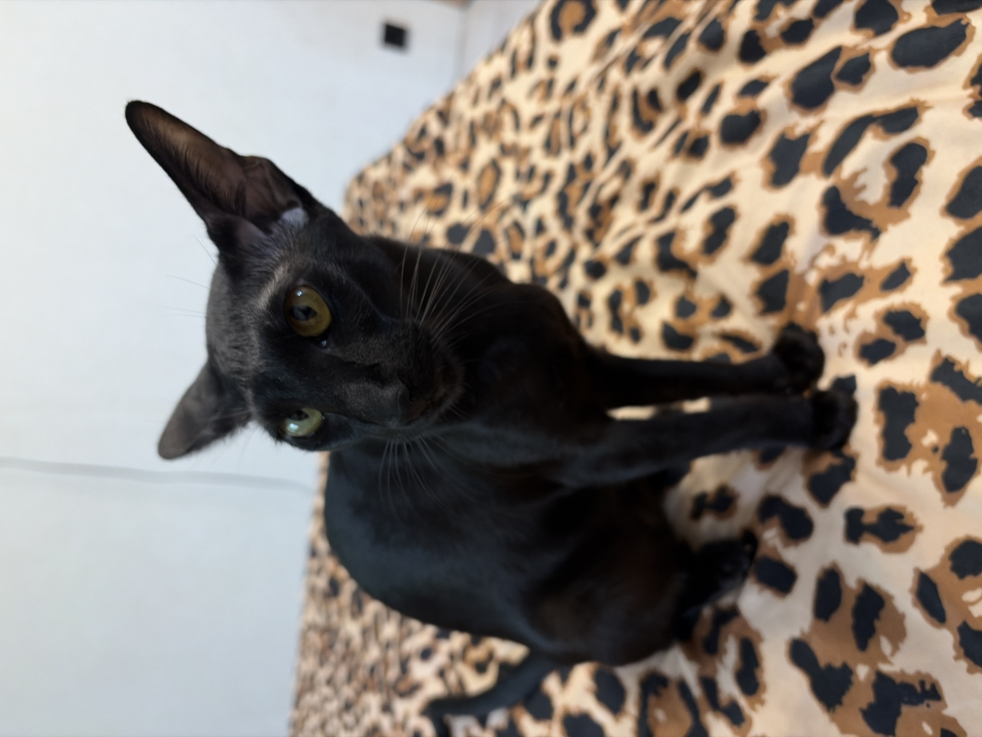 A black Oriental Shorthair cat is sitting on a leopard print blanket. The cat has large ears, a slender body, and green eyes. The background is a plain wall, with a small black square visible on it. There are no people or other animals in the image. The image appears to have been taken indoors, possibly in a bedroom, as suggested by the presence of a bed and the blanket. There is no information in the image to indicate a specific location in Chaikovsky, Russia.