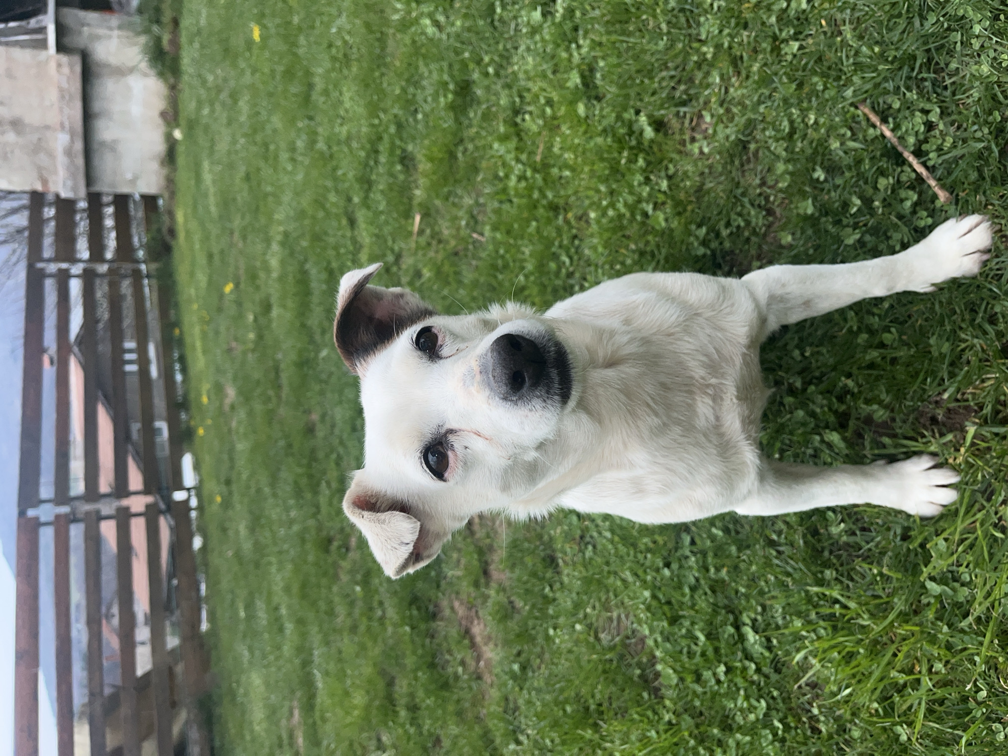 A white dog with short to medium-length fur is the central subject, looking directly at the camera with an attentive and curious expression. The dog has dark brown or black markings around its eyes and on its floppy ears, and a black nose. It appears to be sitting or lying down on vibrant green grass, which forms the primary background and foreground.
Scattered across the grass are small yellow flowers, resembling dandelions, and a thin, light brown stick is visible on the ground near the dog's right side. In the background, to the left of the dog, there is a wooden fence with vertical slats. Beyond the fence, blurred structures, possibly parts of buildings or sheds, and a hint of the sky are visible.
The image is well-lit by natural daylight, suggesting it was taken during the day in fair weather. The setting is an outdoor area, likely a garden or yard, located in Vladaya, Bulgaria. No text is visible in the image. The scene captures a moment of canine curiosity in a natural, serene environment.