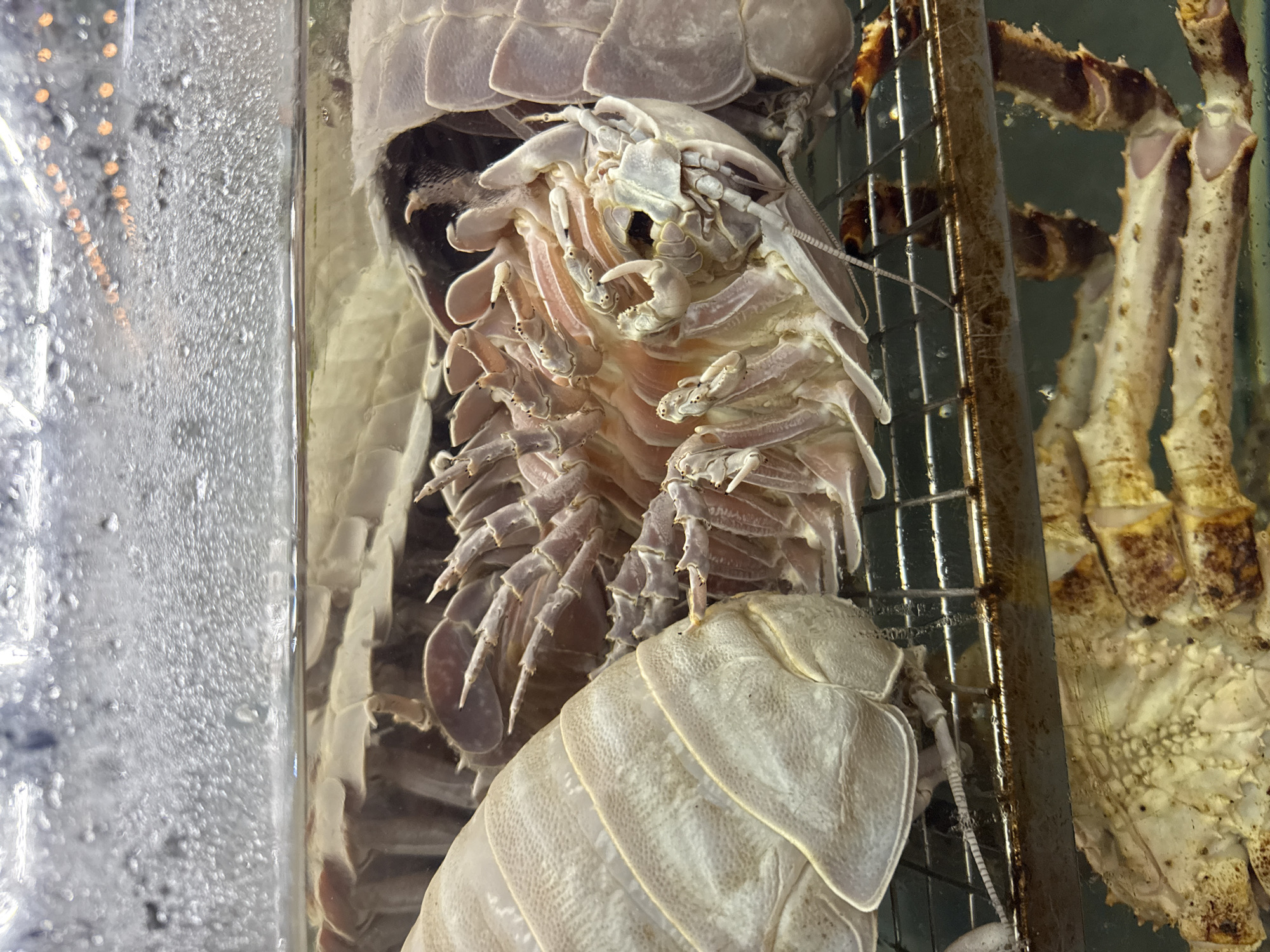 A giant isopod is visible in a tank of water, likely for culinary purposes. The isopod is light-colored with articulated segments and numerous legs. It is positioned near a metal grate and the leg of a crab or other crustacean in a separate section of the tank. The tank itself is made of clear material, with condensation obscuring the view in certain areas. This image was likely taken at a seafood restaurant in Đà Nẵng, Vietnam.
