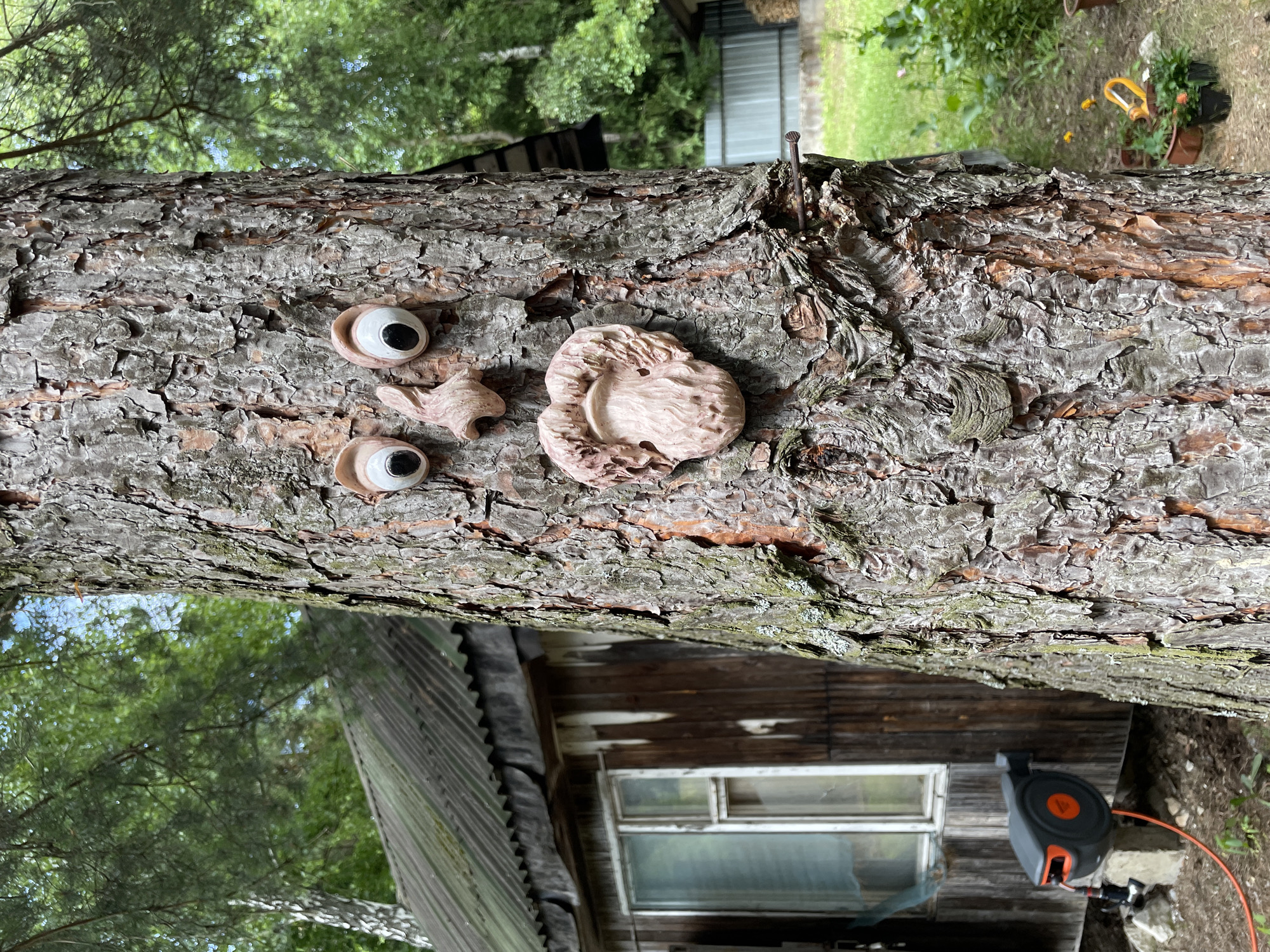 A close-up, eye-level, outdoor shot shows the bark of a large pine tree, which has been decorated with a face. The face is made of ceramic or clay, and features large, googly eyes, a prominent nose, and a mouth with a beard. The tree is in a wooded area, with a rustic wooden cabin visible in the background. A garden hose reel is attached to the side of the cabin, and a metal fence runs along the property line. The lighting suggests it is daytime, with overcast skies or dappled sunlight. The overall scene conveys a sense of quirky, natural charm.