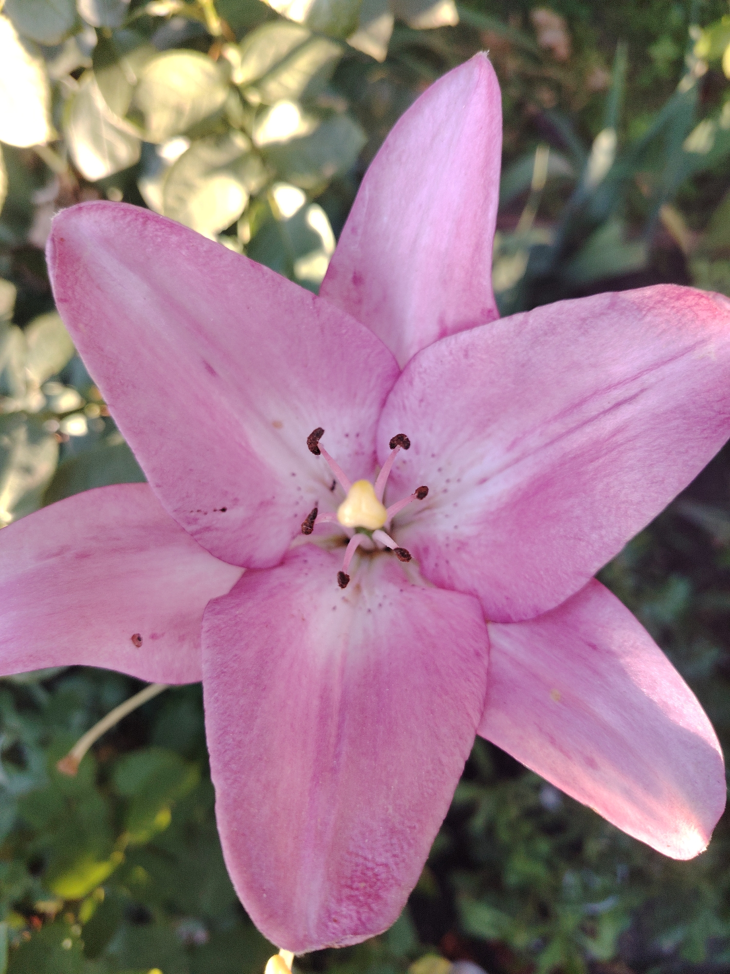 A close-up, overhead shot shows a vibrant pink lily in full bloom. The flower has six petals, with the upper petals slightly overlapping the lower ones. The center of the flower reveals a bright yellow stamen surrounded by dark brown anthers, each tipped with a tiny speck of pollen. The petals are delicate and have subtle variations in shade, with some areas lighter pink and others deeper rose. The background is a blur of green foliage, illuminated by soft, warm sunlight, suggesting the flower is outdoors in a garden or natural setting. The image is clear and in focus on the flower, with the background intentionally blurred to emphasize the subject. The scene is devoid of any human presence or activity.