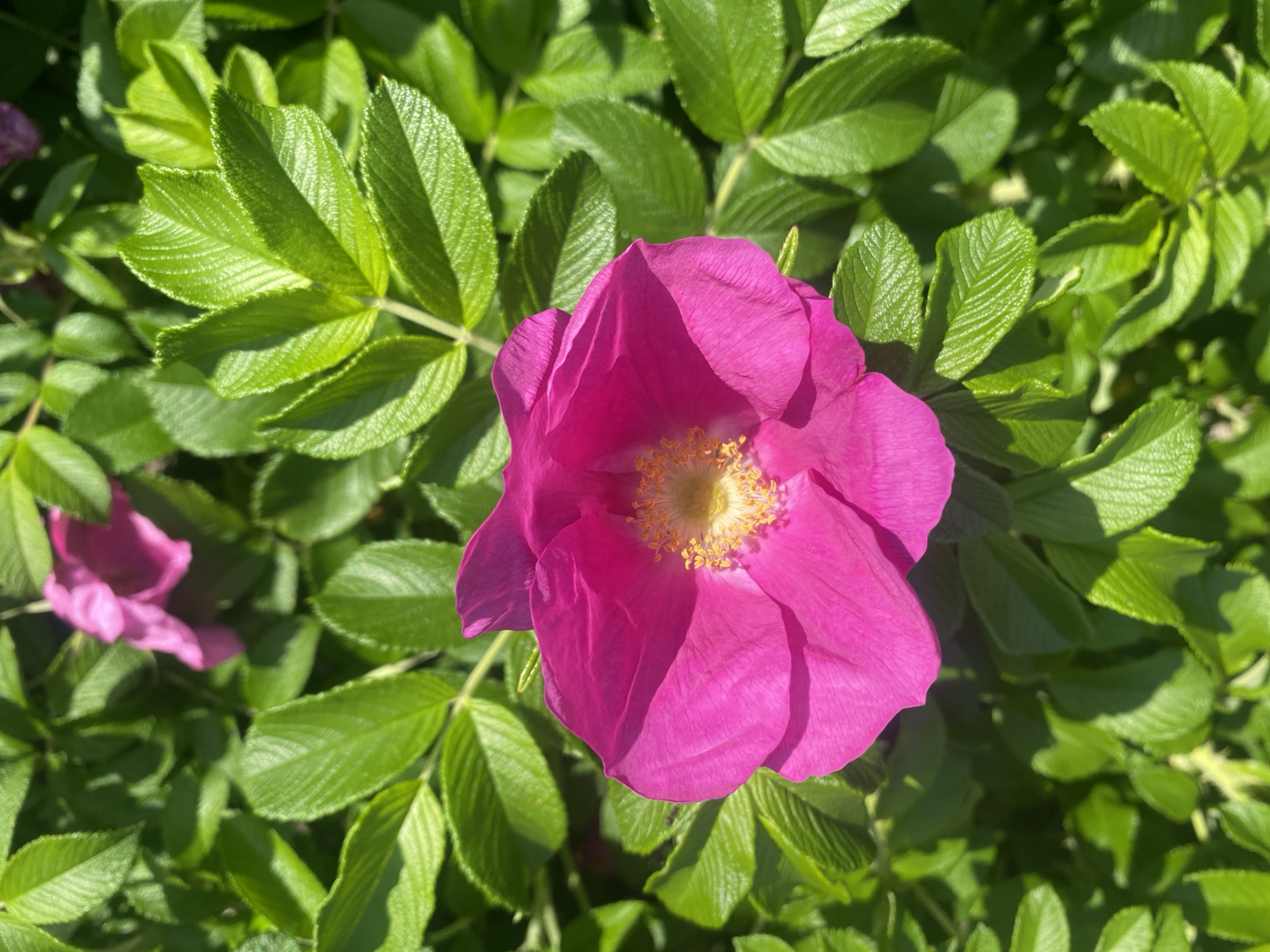 A close-up, high-angle, outdoor photograph captures a vibrant pink rose in full bloom, positioned slightly to the left of center. The rose's delicate petals, with visible veins, are illuminated by natural sunlight, casting soft shadows. At the center of the flower, a cluster of yellow stamens is clearly visible. The rose is surrounded by lush, green foliage. The leaves are a bright green, with a slightly glossy texture and prominent veining, some catching the sunlight and appearing lighter. The background consists of more of these green leaves, creating a dense, natural setting. The image is sharp and clear, focusing on the detail of the flower and its immediate surroundings. The scene appears to be a garden or natural landscape. The location is specified as Rozhny, Ukraine.