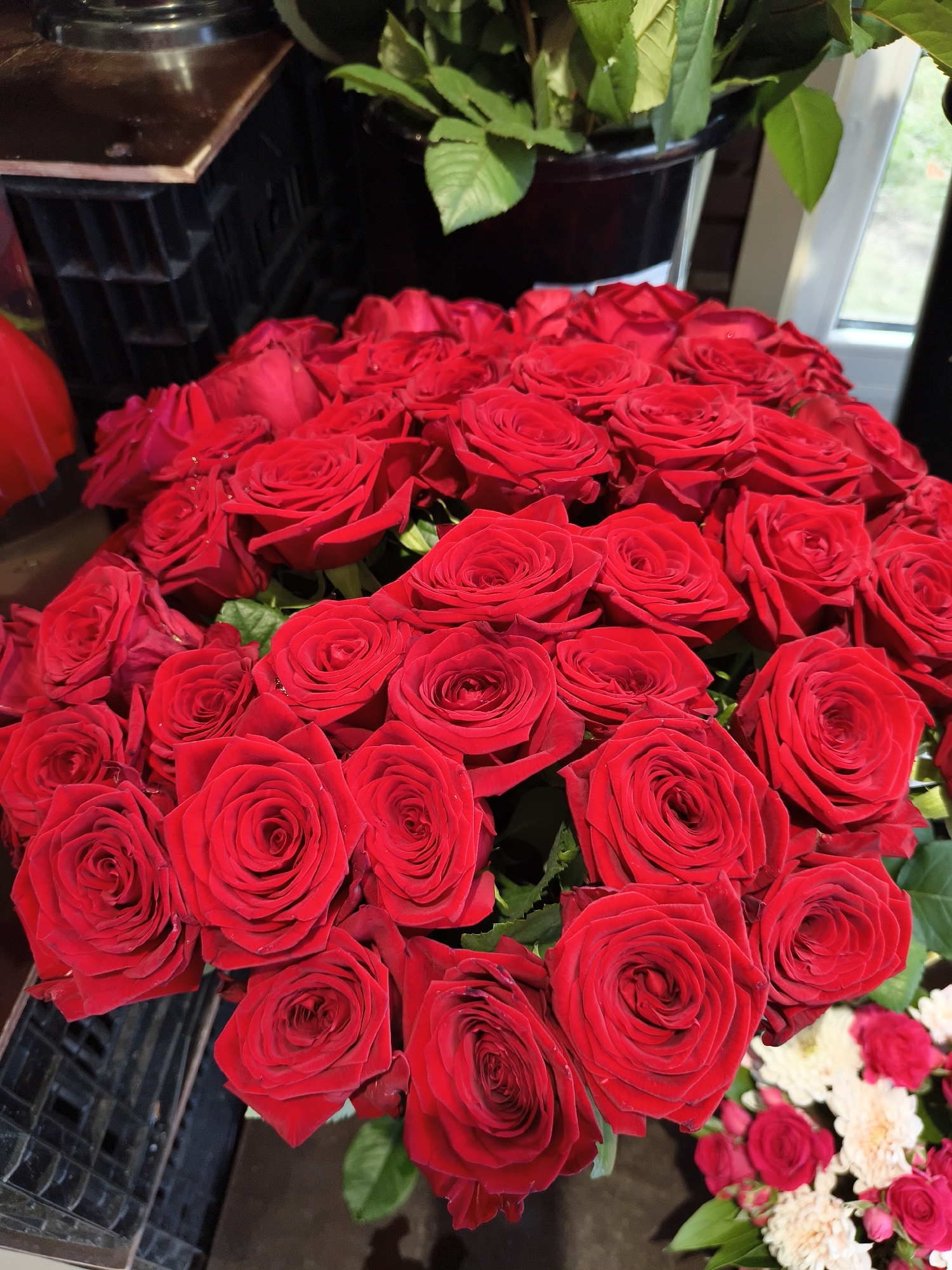 A close-up, eye-level shot shows a large bouquet of vibrant red roses, with some white and pink filler flowers visible in the bottom right corner. The roses are tightly packed and in full bloom, with dewdrops on some petals, suggesting they are fresh. The background is dark and somewhat blurred, with hints of a dark wooden surface or furniture on the left and green foliage from other plants above. A window with diffused natural light is visible on the right. There are no people or animals present in the image. The scene appears to be indoors, possibly in a flower shop or a well-decorated home.