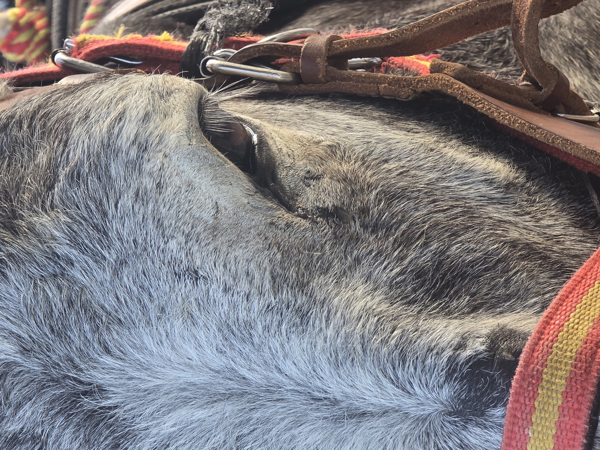 This is a close-up, headshot image of a donkey in Mijas Pueblo, Spain. The donkey's eye is prominently featured, with its dark pupil reflecting the light. The animal's fur is a mix of grey and white, appearing soft and textured. A leather halter with red and yellow woven straps is around the donkey's head. The background is blurred, suggesting a shallow depth of field. The overall impression is one of a detailed, natural portrait of the animal.
