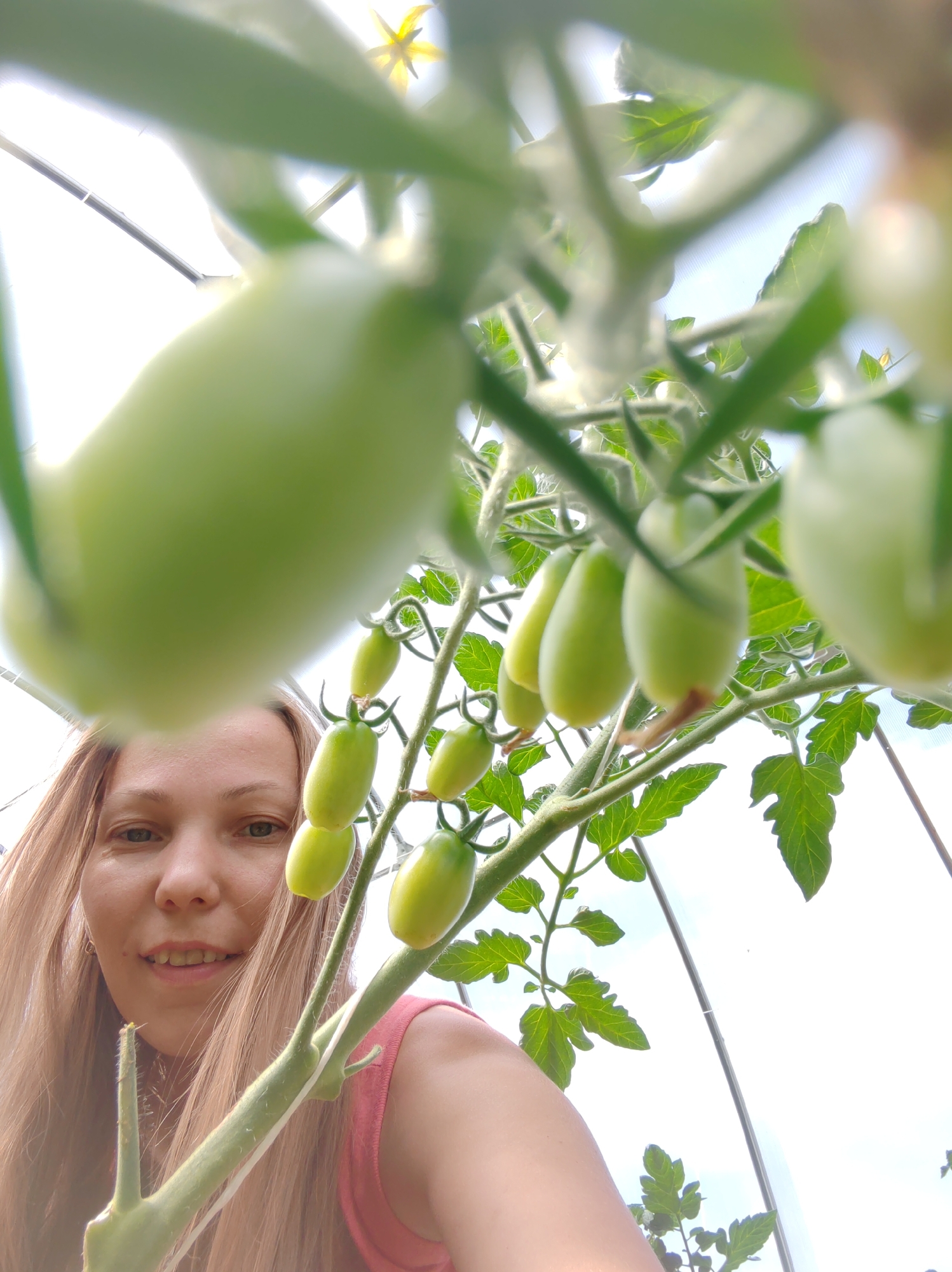 In the city of Chuchkaly, Russia, a close-up, low-angle shot captures a woman with long blonde hair in a pink top, her face partially obscured by out-of-focus green tomatoes hanging from a vine. The tomatoes are elongated and appear to be unripe. The background shows the bright sky and the curved structure of a greenhouse. The lighting is bright, suggesting it is daytime. The woman's expression is friendly and she is smiling.