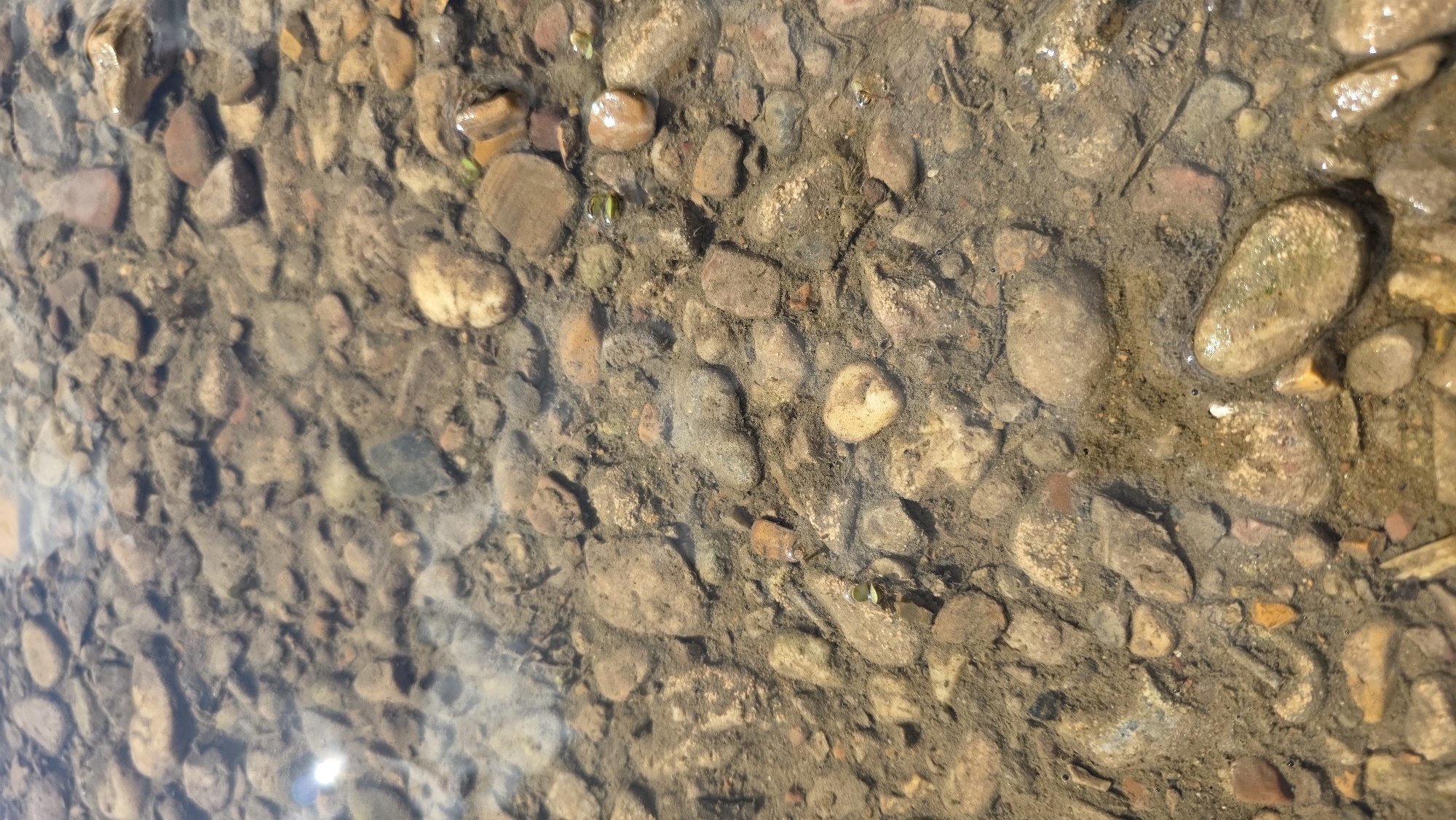 The image shows a close-up, top-down view of the rocky bottom of a shallow body of water. The water is clear, allowing the details of the stones and sediment to be visible. The stones are of various sizes, shapes, and colors, ranging from light tan and grey to darker brown and reddish hues. Some stones are smooth and rounded, characteristic of being worn by water, while others appear more angular. The sediment between the stones is fine-grained and appears to be a mixture of sand and silt. There are a few small green aquatic plants growing among the rocks. A bright, lens flare from the sun is visible in the upper left portion of the image. The overall impression is of a natural, undisturbed aquatic environment.