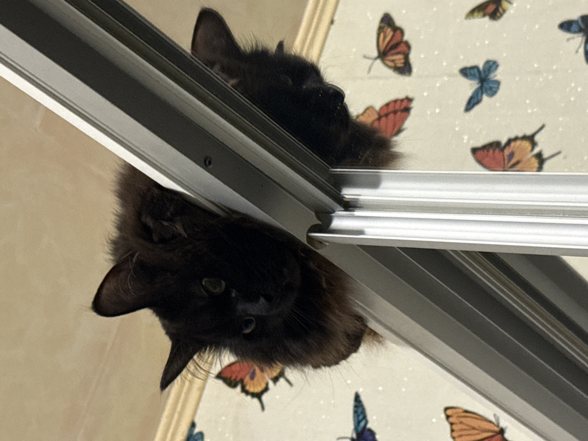 A black cat is reflected in a sliding glass door or window. The background visible through the glass door features a pattern of butterflies on a light-colored surface. The location is not discernible from the image.