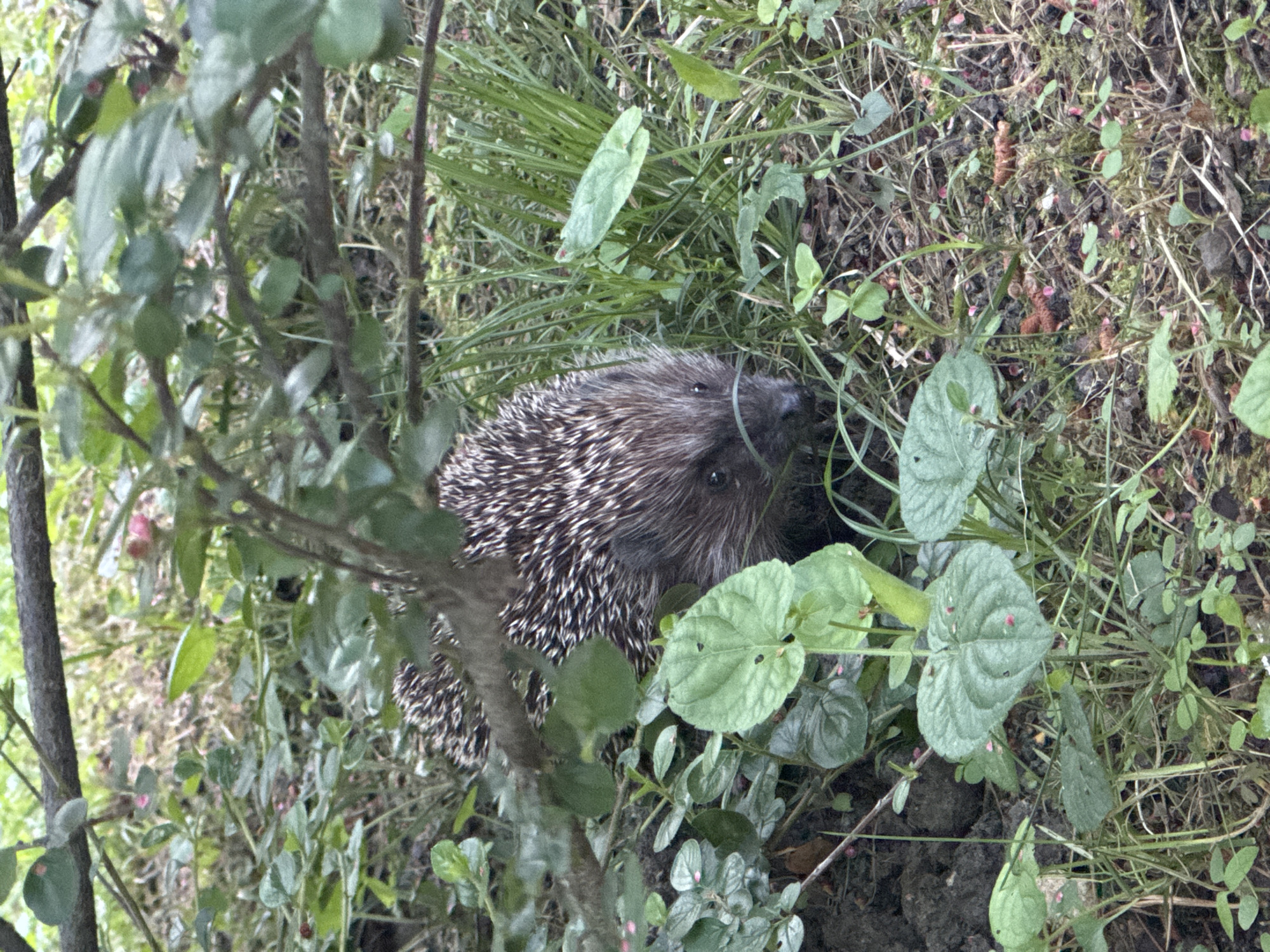 The image shows a hedgehog partially hidden amongst vegetation. The hedgehog is positioned in the center of the frame, facing towards the viewer. The surrounding environment includes grass, clover, and other leafy plants. It appears to be a natural setting, potentially a garden or wooded area. The location is unknown, but it is mentioned in the instructions it may be Sosnovy, Russia.