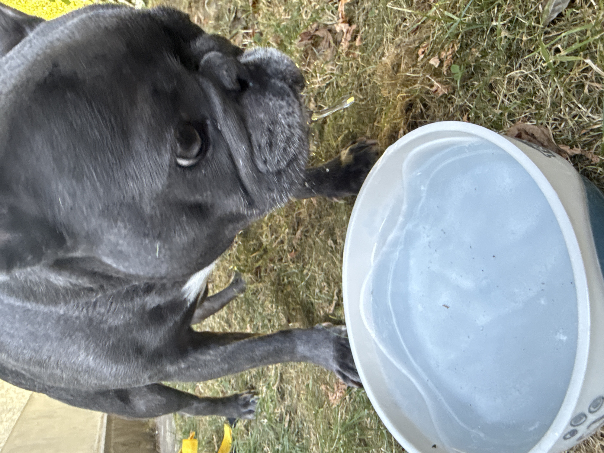 A close-up, eye-level, outdoor shot focuses on a dark grey French Bulldog drinking from a white bowl of water. The dog's head is angled downwards, with a large water droplet suspended from its snout. The dog's fur is short and dense. The bowl is partially visible in the foreground, filled with light blue water. The background consists of green grass and fallen leaves, suggesting an autumn or early spring setting. The image appears to be taken in a backyard or park area. The specific location in the city of Bad Sachsa, Germany, is not discernible from the visual information provided.
