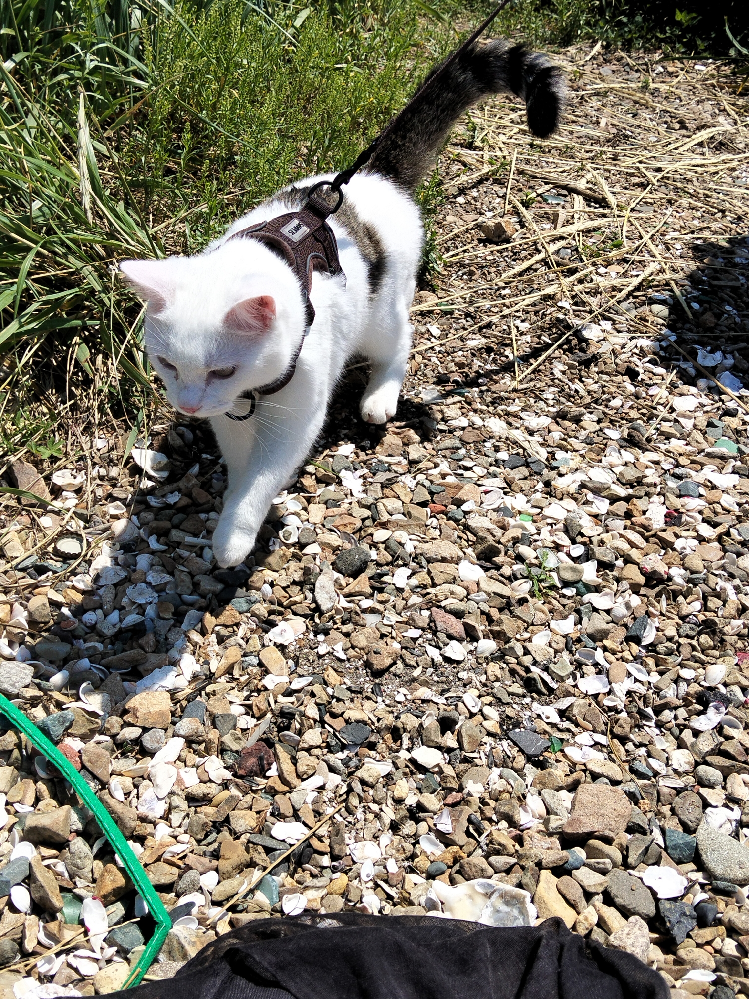 A white and grey cat wearing a dark harness and leash walks on a path covered in pebbles and shells. Green grass and dry reeds are visible in the background. A black cloth is in the foreground. The image does not contain enough information to determine a specific location within Vladivostok, Russia.