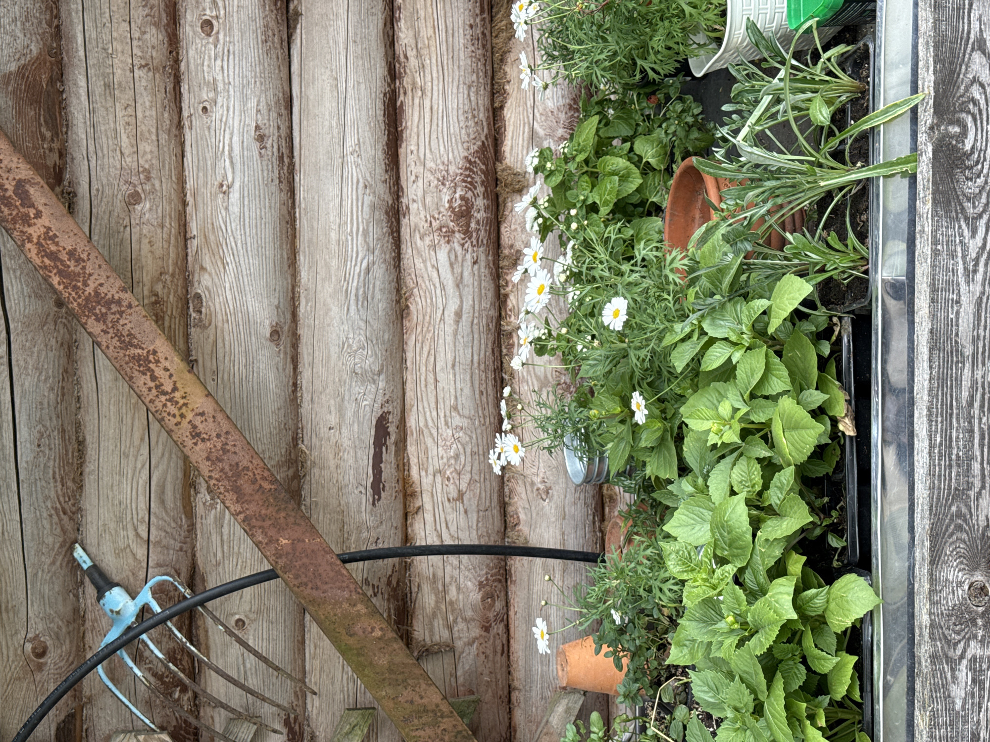 The image depicts a rustic outdoor scene, possibly located in or near Sapronovo, Russia. A weathered, wooden wall constructed from roughly hewn logs forms the backdrop. A rusty, metal garden fork leans against the wall. A black electrical cable also runs across the wall. To the right, a collection of potted plants, including daisies and leafy greens, are arranged on what appears to be a shelf or ledge. The pots vary in material, including terracotta and plastic. The composition is vertically oriented.