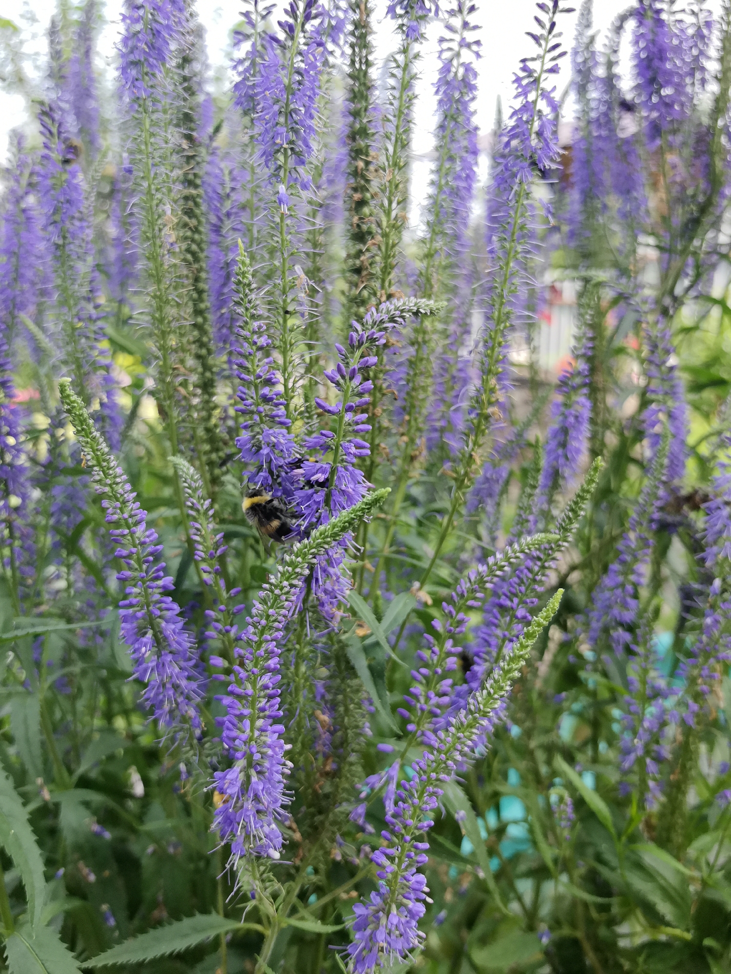 In the foreground of this close-up, vertical shot, a bumblebee is prominently featured on a cluster of vibrant purple flowers. The bumblebee, with its fuzzy black and yellow body, is positioned on the right side of the frame, actively engaged with the blossoms. The flowers are arranged in tall, spiky stalks with numerous small petals, typical of Veronica flowers. They are densely packed together, creating a soft, blurred background of varying shades of purple and green. The leaves of the plants are dark green and somewhat elongated, adding texture to the scene. The lighting suggests it is daytime, with soft shadows indicating an overcast or slightly diffused sun. The environment appears to be a garden or a naturalistic planting, possibly in the village of Minino, Russia, given the context. No other people or significant man-made objects are visible, focusing the attention entirely on the natural interaction between the bumblebee and the flowers. The depth of field is shallow, with the foreground sharply in focus and the background progressively blurring into a bokeh effect.