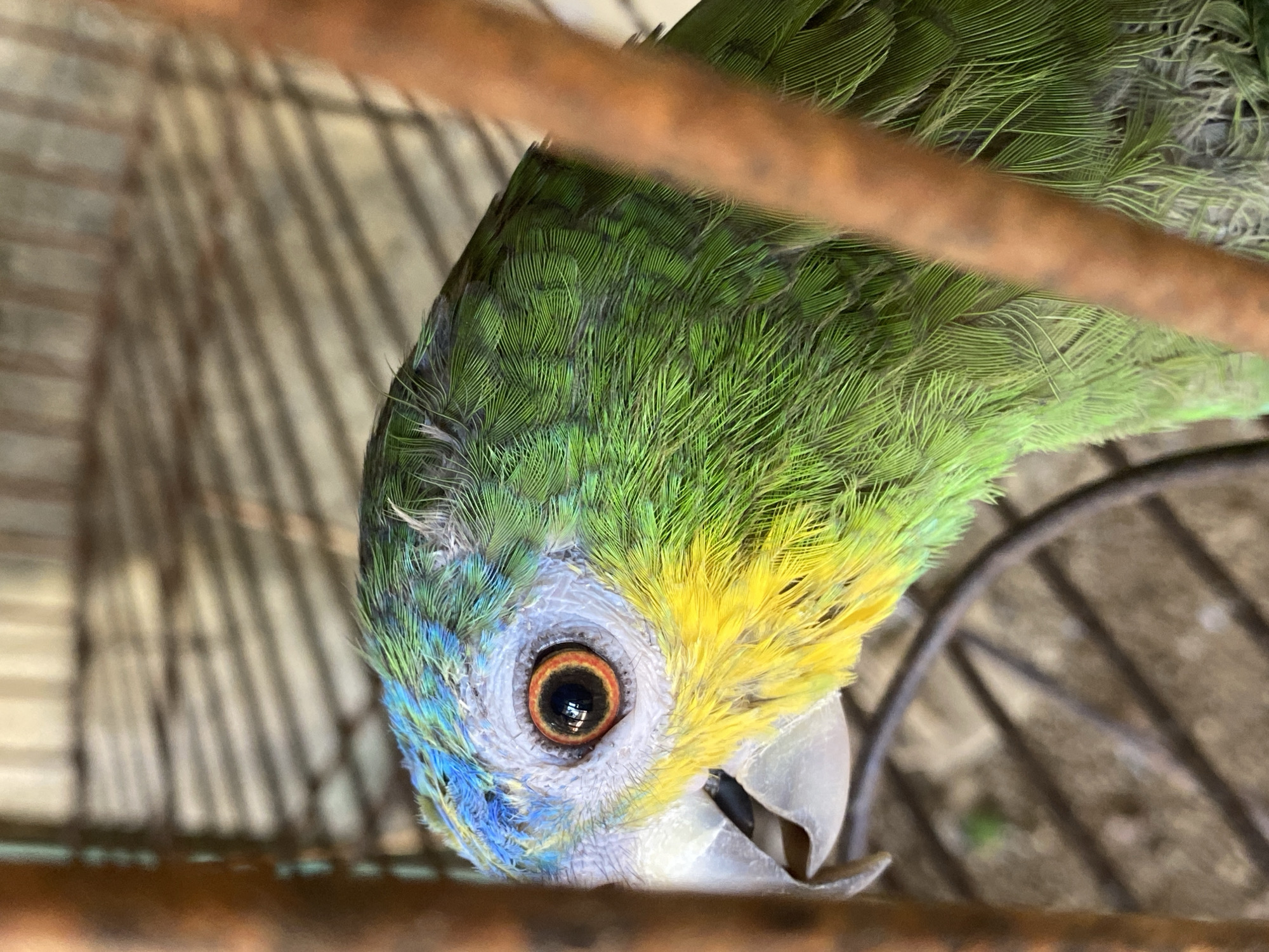 A close-up shot of a yellow-crowned amazon parrot (Amazona ochrocephala) facing downward, likely inside a cage. The parrot has green feathers covering most of its head and body, with patches of yellow on the forehead and blue near the eyes. Its beak is gray. The cage bars are visible in the background, with a blurry view of the cage interior and the cage structure itself.. The location is Tinaquillo, Venezuela.