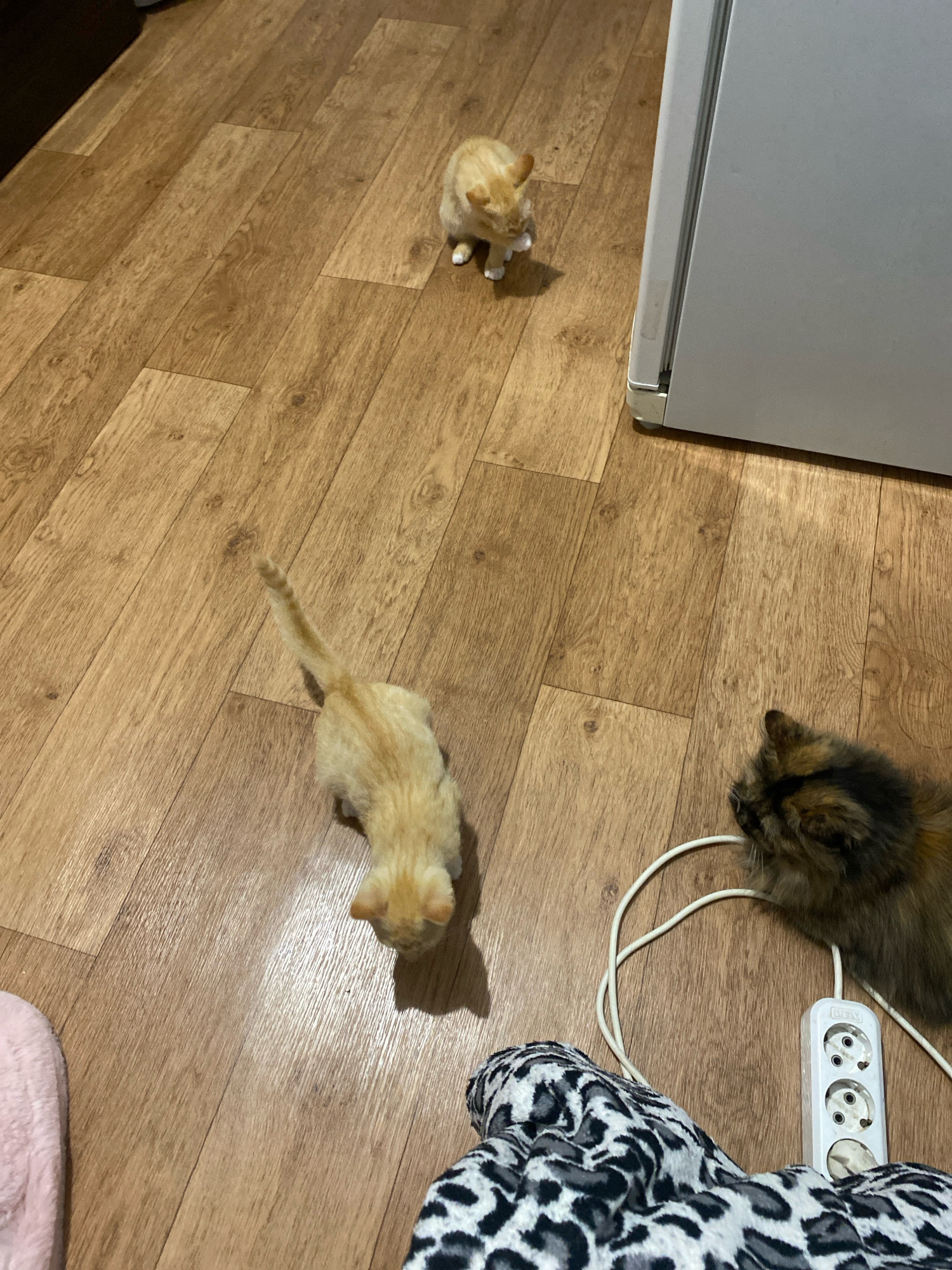 Three kittens are present on a wooden floor. One ginger kitten is located in the upper center of the frame, facing away from the viewer. Another ginger kitten is in the lower left portion of the frame, also facing away. A third kitten, with darker fur and a mix of brown and black, is in the lower right, facing left. A white electrical extension cord with three outlets is near the darker kitten. The scene appears to be indoors, possibly in a residential setting. The location is identified as Zhlobin, Belarus.