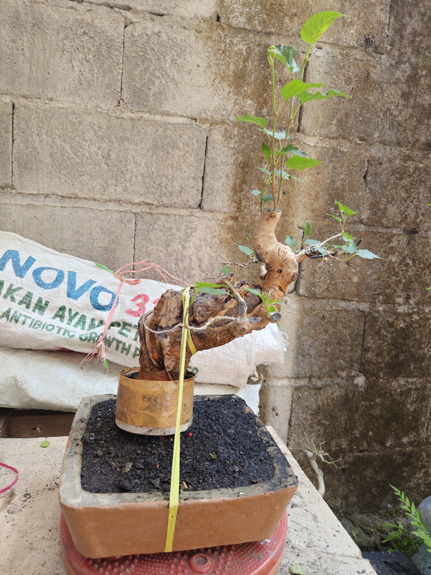 A bonsai tree with a thick, gnarled trunk and a few green leaves is planted in a square, brown pot filled with dark soil. The pot sits on a red textured object. Behind the pot, a white sack with blue and red lettering is leaning against a wall made of concrete blocks. The wall is textured and appears weathered. The scene is outdoors, with natural light illuminating the subjects. The location is the city of Gumulan, Indonesia.