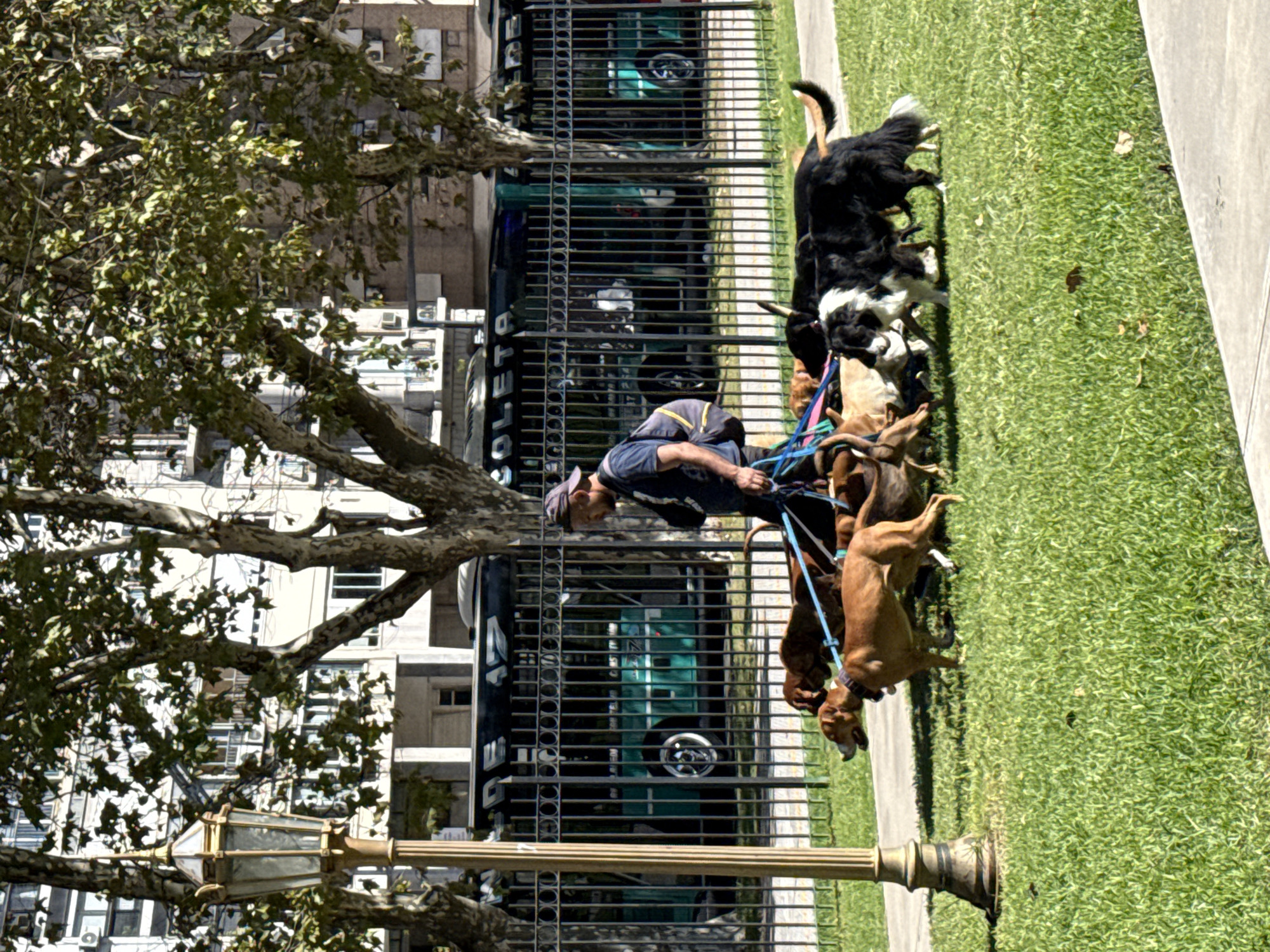 This media file captures a sunny daytime scene in what is identified as Buenos Aires, Argentina. The main subject is a male dog walker, dressed in a cap and dark shirt, diligently managing a pack of multiple dogs on leashes. He holds several leashes connected to at least six to seven dogs of various breeds, including a prominent black and white dog, a tan/brown dog, and several other brown or darker-colored canines. Some dogs are walking, while others appear to be sniffing the grassy ground.
The activity taking place is a professional dog walking service, common in urban areas. The setting features a bright green lawn or park strip alongside a concrete path or sidewalk. In the background, there's a tall, old-growth tree with leafy branches, casting some shadows. Behind the tree and a tall black metal fence, several buildings with multiple windows are visible, typical of a city environment. A dark-colored vehicle, possibly a van or truck, is parked behind the fence, and partial text "DEL GOLETTA" can be seen on its side. A classic street lamppost with an ornate base and glass lantern top stands prominently in the foreground on the left. The bright sunlight indicates clear weather, likely mid-morning or afternoon.