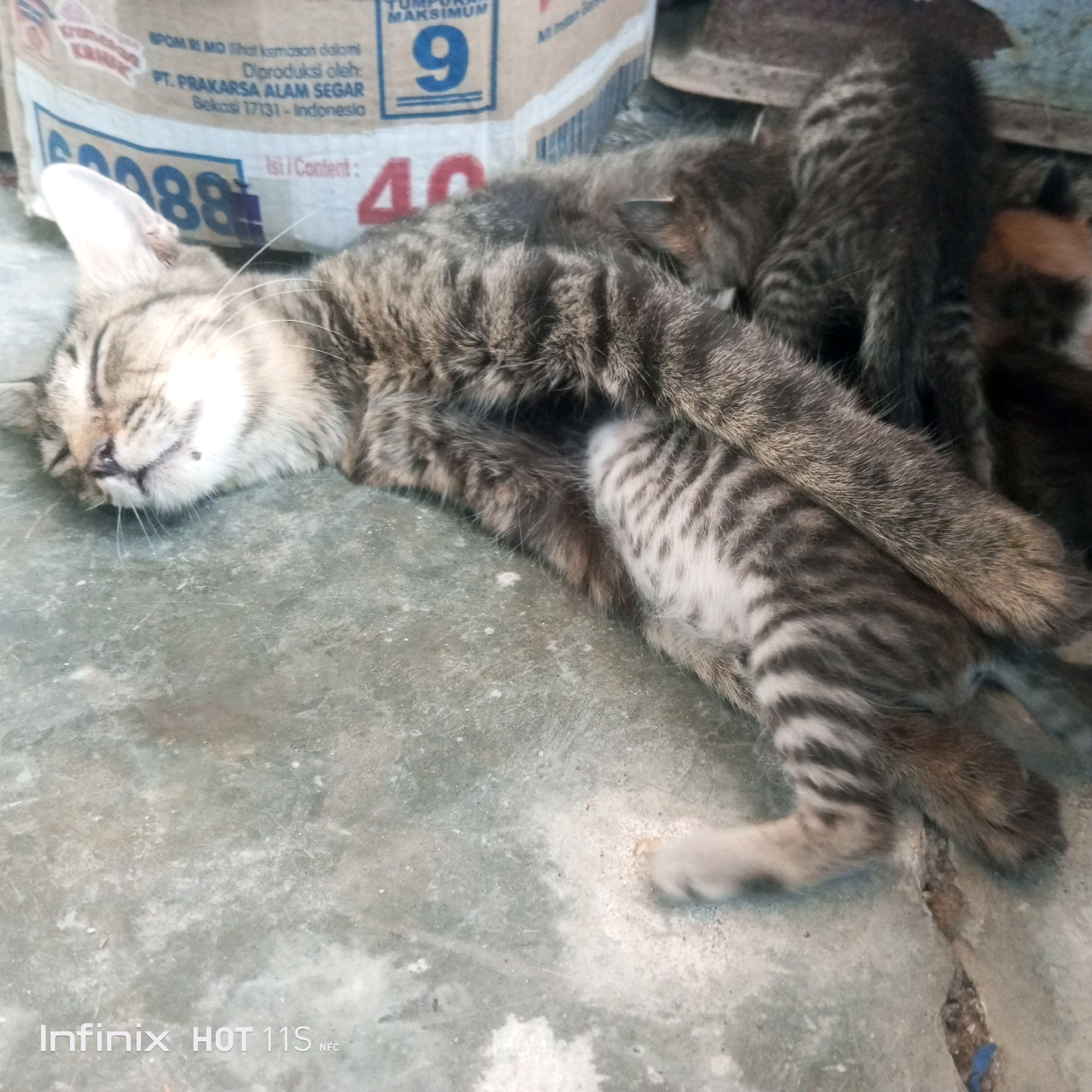A group of kittens is sleeping on a concrete floor next to a cardboard box. One adult cat is also present, lying down and partially covering some of the kittens. The cardboard box has some text and numbers printed on it, including "BPOM RI MD", "DIPRODUKSI OLEH: PT. PRAKARSA ALAM SEGAR", "Bekasi 17131 - Indonesia", "60088", and "40". The concrete floor appears worn and cracked. There are no people visible in the image. The lighting suggests it is daytime.