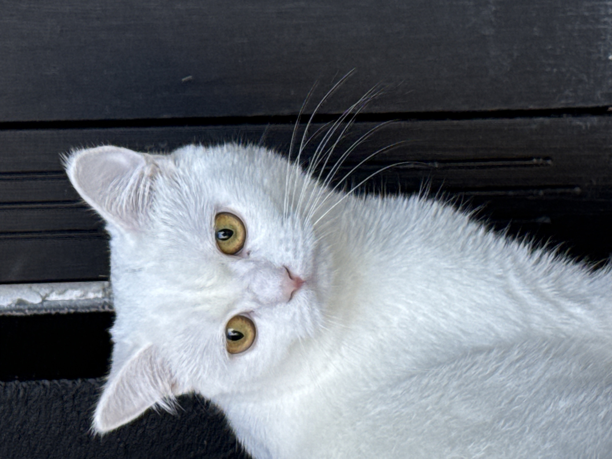 A close-up shot shows a white cat's head tilted upwards and to the left, with its body continuing out of frame to the right. The cat has bright, light-yellow eyes with dark pupils, a pink nose, and long, white whiskers that fan out from its face. Its fur is fluffy and white, with some areas appearing slightly gray. The cat is lying on a dark, textured surface, possibly wood, with horizontal lines visible in the background. To the left, there's a glimpse of a lighter-colored textured surface, possibly a railing or border. The lighting suggests it might be daytime, possibly outdoors due to the natural light on the cat's fur. The cat's expression is curious and alert, with its ears pointed upwards. There is no visible text in the image.