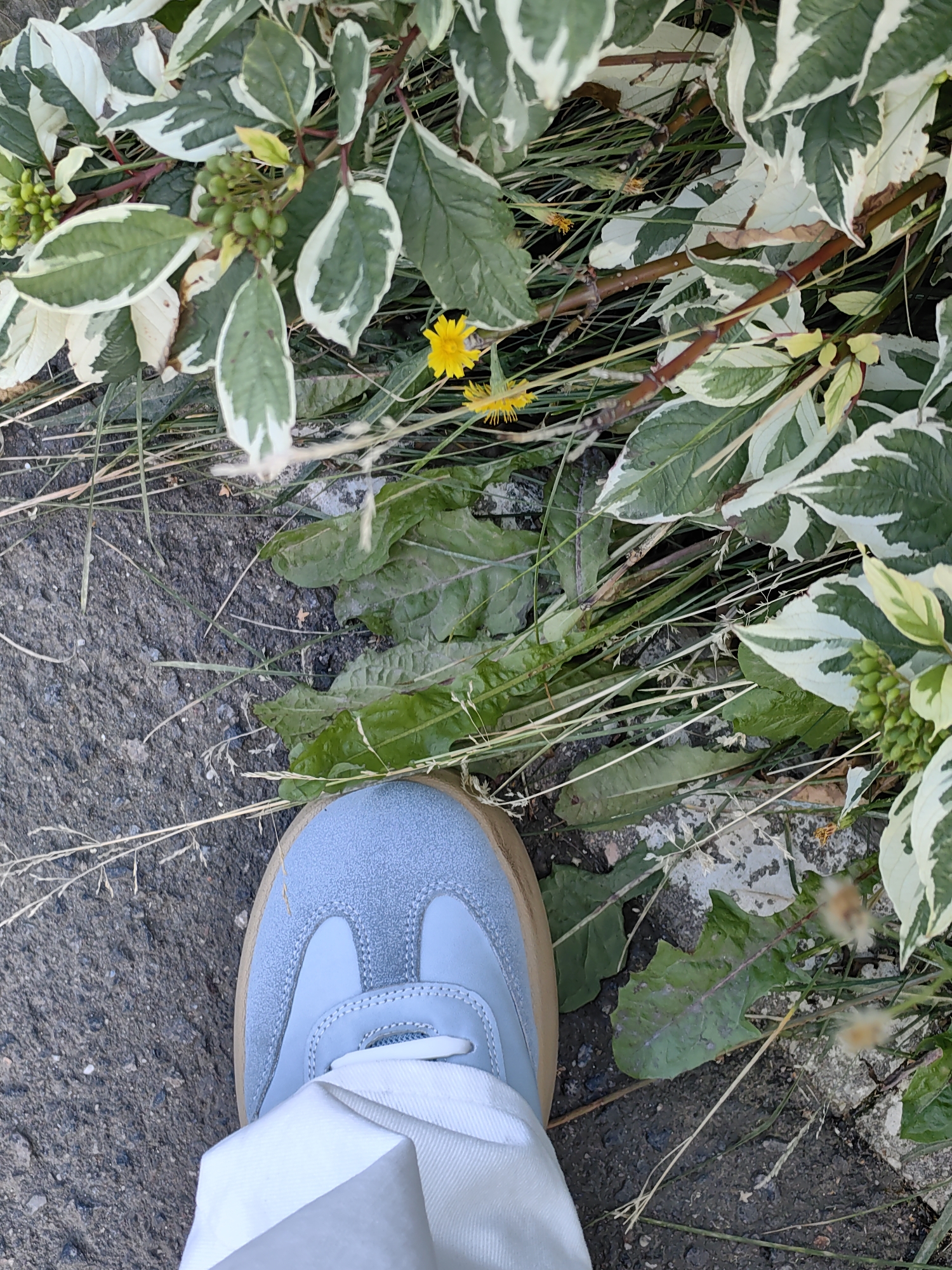 The image shows a close-up, high-angle view of a person's left foot wearing a light blue suede sneaker with a tan sole. The foot is positioned on a dark gray asphalt surface, which is textured and contains small pebbles. To the right of the foot, there is dense foliage with variegated green and white leaves, interspersed with green berries and thin brown stems. Several blades of dry grass and some green leaves are also visible on the ground around the plants and the shoe. Two small yellow flowers are present within the plant life. The lighting suggests it is daytime, with the sun casting soft shadows. The scene appears to be an outdoor environment, possibly a park, garden, or street-side area. There are no visible landmarks or specific architectural features to indicate the location within Minsk, Belarus.