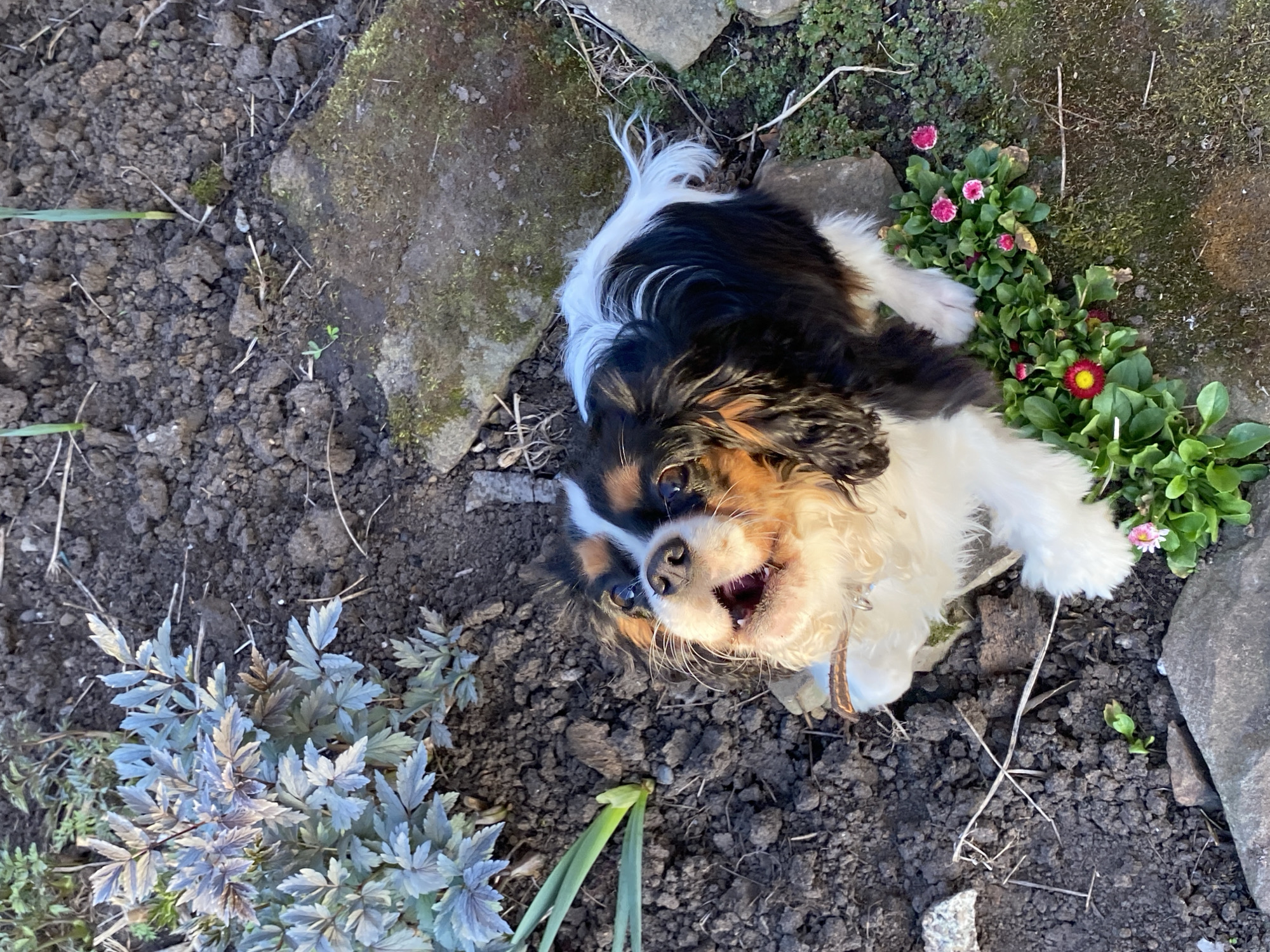 A Cavalier King Charles Spaniel lies on its back in a garden. The dog has a tri-color coat of black, white, and tan. It is looking upwards with its mouth open, appearing to be panting or smiling. The garden consists of dark soil, small stones, various plants, and some flowers with red centers. The location of the image is unknown and not necessarily in Votkinsk, Russia.