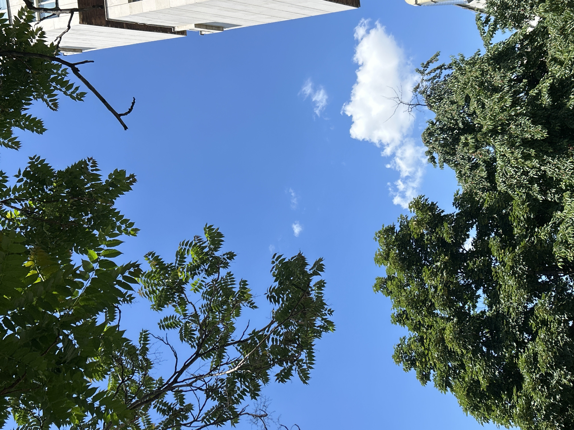 The image is a low-angle shot looking up at a blue sky framed by trees and a building. The trees are various shades of green, and their leaves partially obscure the sky. A small white cloud is visible in the upper right portion of the frame. The building is in the upper left corner and is light-colored. The location is outdoors, likely in a park or urban area with trees. The scene suggests a clear day with a view of nature and architecture. The location is Sofia, Bulgaria based on visual features of foliage and architecture. There is no presence of people, subjects, actions, or interactions.