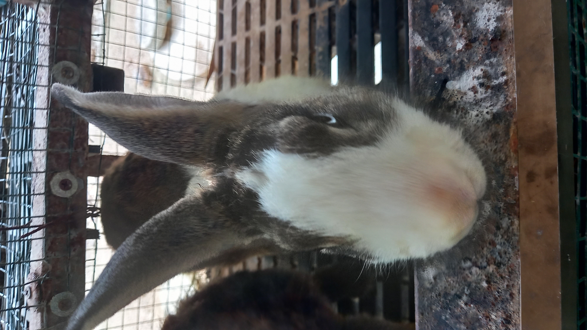 The image captures a close-up, rotated view of a rabbit, predominantly white on its face and chest, with mottled brown and grey fur around its eyes, ears, and body. The rabbit's head is turned towards the right side of the frame, with its long ears prominent. Its right eye is visible, a dark spot against the lighter fur.
The rabbit is situated inside a metal enclosure or cage, indicated by the wire mesh visible on the left side and a sturdy, possibly rusty, vertical metal or wooden bar on the right. The bar displays significant wear, with areas of rust and patches of white, textured residue. Two white, circular fasteners with screws are visible on the wire mesh on the left, attaching it to another structural element.
In the background, out of focus, parts of what appear to be other rabbits or dark, furry shapes are discernible, suggesting more animals or a multi-compartment enclosure. The lighting suggests daytime, but no specific time or weather conditions can be determined. There is no discernible activity other than the rabbit resting or observing its surroundings. No text is visible in the image. The overall setting appears to be an animal husbandry environment.