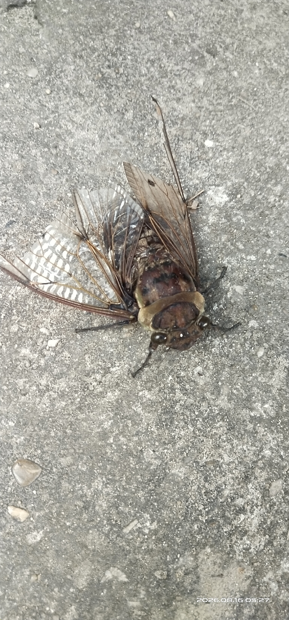 A deceased cicada lies on a gray, concrete surface. The insect is brown with translucent, veined wings spread open. Its body is segmented, and its head features prominent eyes and antennae. The concrete shows a rough texture with small pebbles and occasional lighter-colored specks. The lighting suggests an outdoor environment, possibly on a sidewalk or paved area. A timestamp in the lower right corner indicates the date "2026.08.16" and time "05:27".