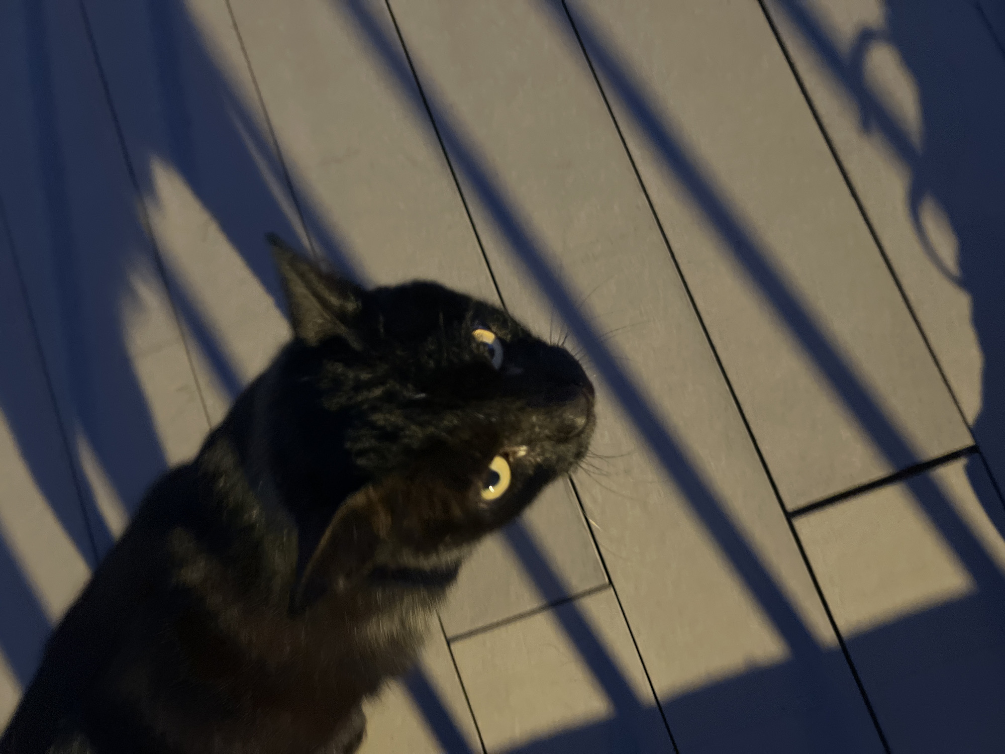 A black cat sits on a surface made of light-colored rectangular planks with dark, angled shadows cast across them. The cat's head is turned to its right, revealing one eye that glows in the light. The scene appears to be outdoors, possibly a deck or patio. Location in Puerto Rico, Spain, cannot be verified from the image.