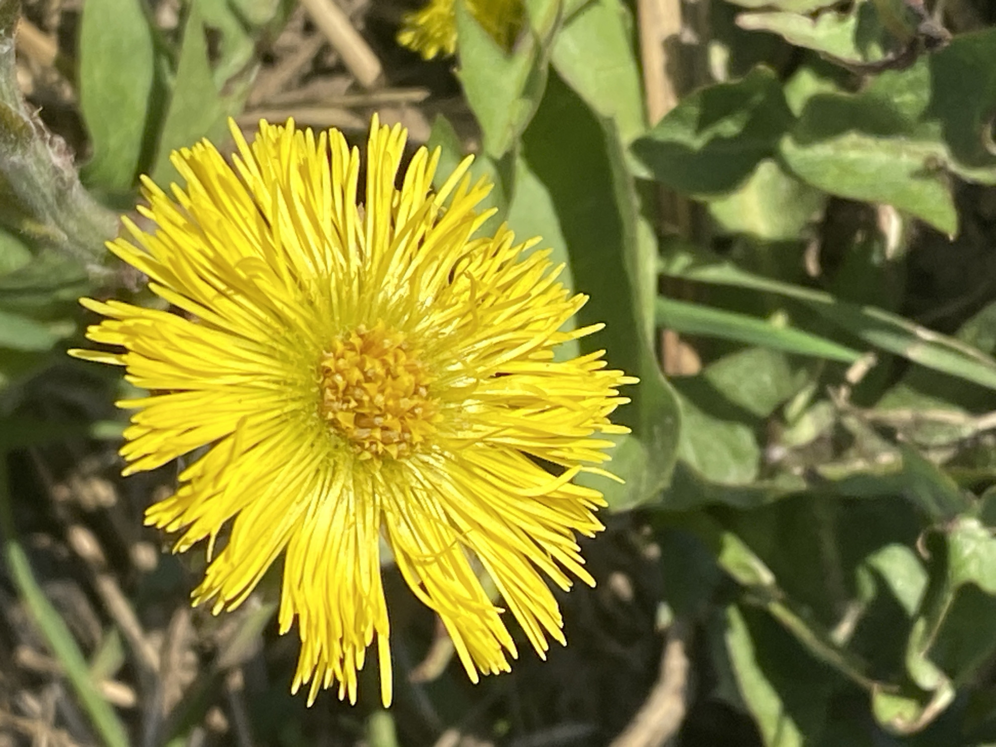 A close-up shot of a yellow flower, possibly a coltsfoot, in Saint Petersburg, Russia. The flower has a dense central disk surrounded by numerous thin, ray-like petals. The surrounding environment consists of green leaves and some dry grass or straw. The lighting suggests it is daytime.