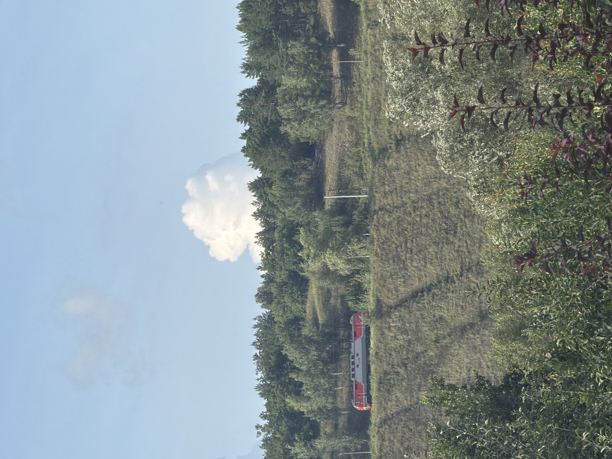 The image depicts a landscape scene with a train traveling on tracks along a grassy hill. The train is red and gray. The hill is covered in dry grass and scattered trees. Above the hill, there is a dense forest. The sky is blue with scattered clouds, one of which is a large, cumulus cloud. The foreground is filled with lush green foliage. The scene is likely located in the suburbs or rural outskirts of Tolyatti, Russia, given the presence of a train and the natural landscape.