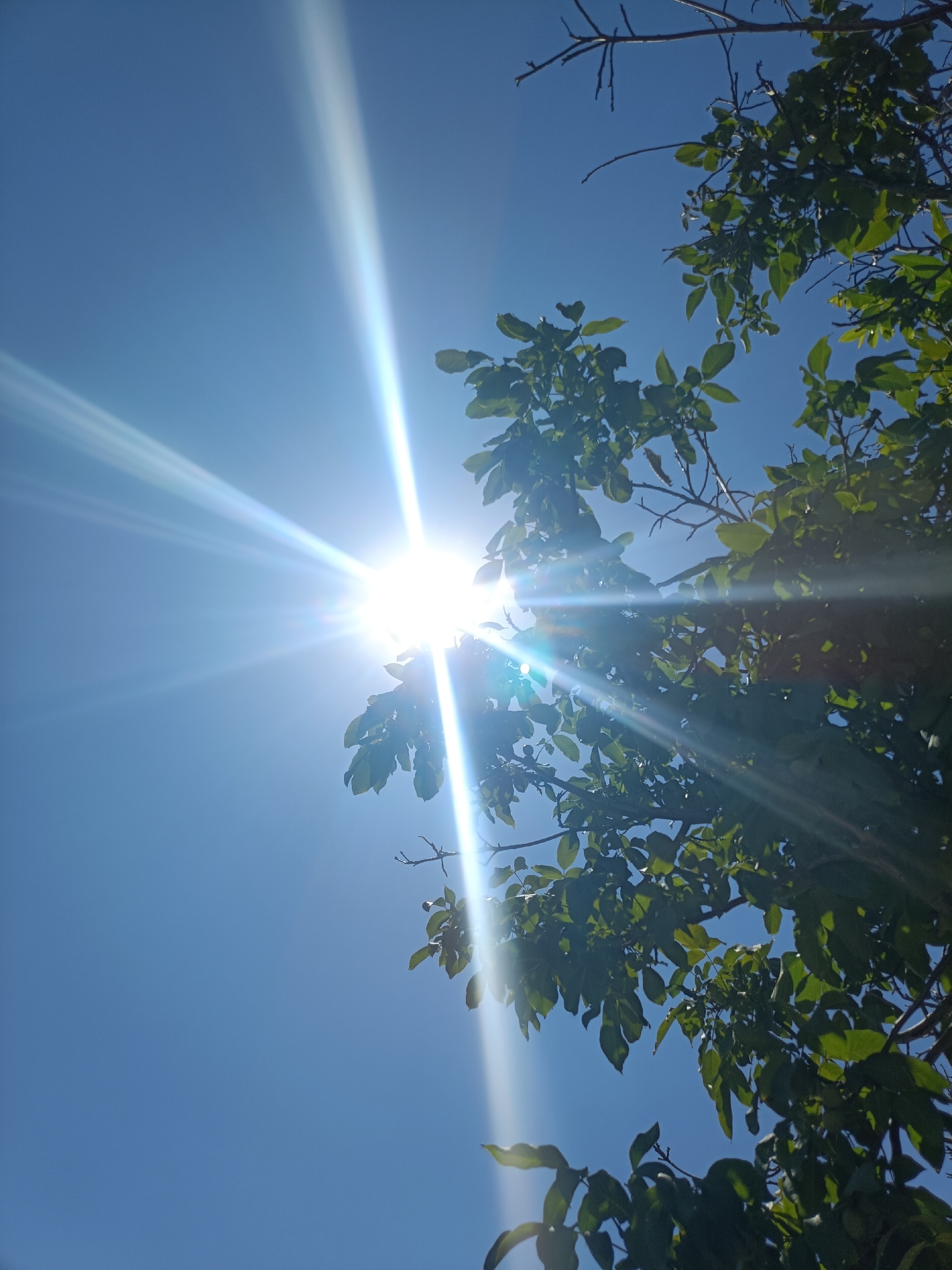A bright sun shines through a tree with green leaves against a clear blue sky. The sun creates prominent lens flares extending outwards. The image is taken from a low angle looking up at the sky.