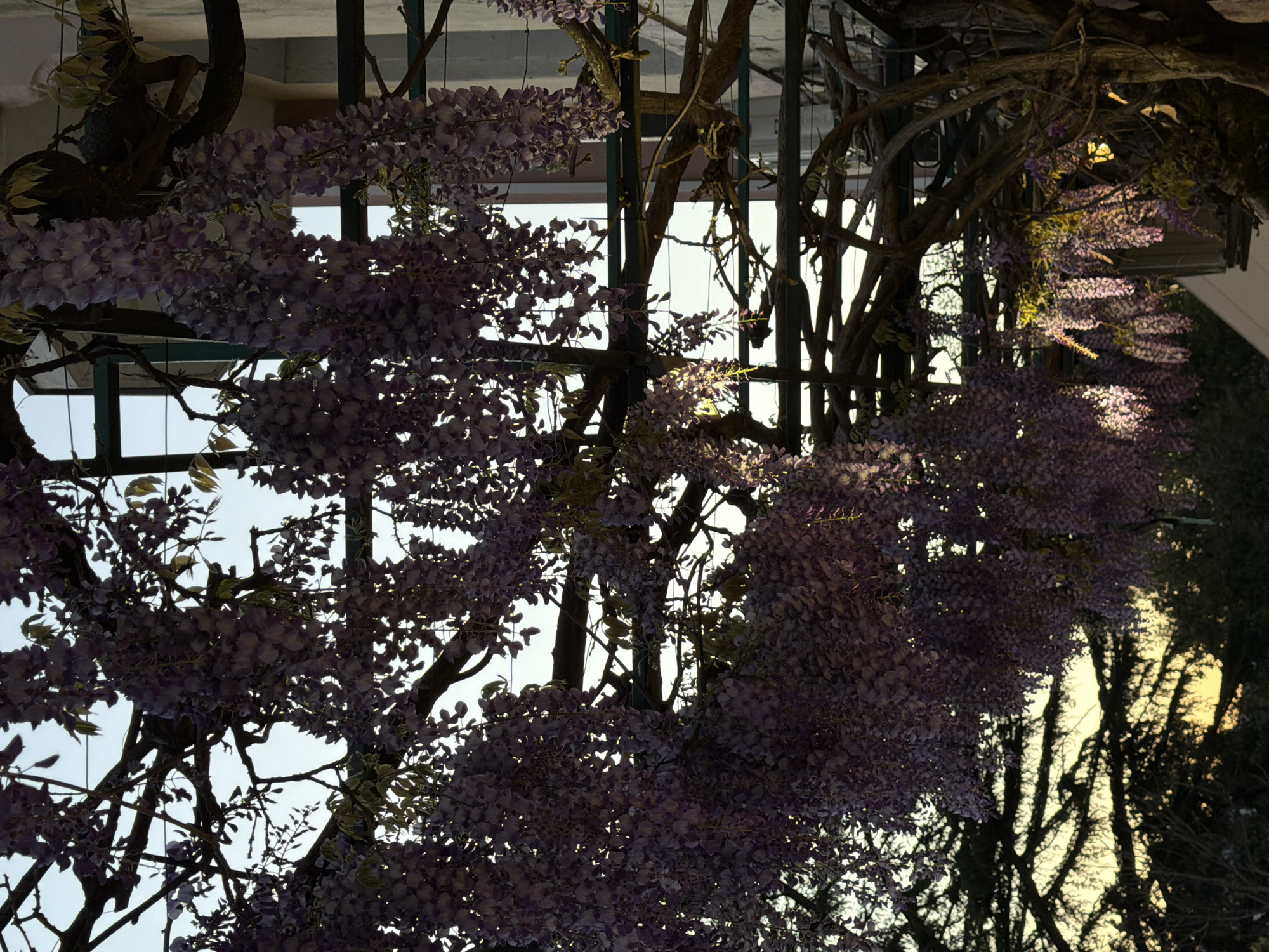The image depicts wisteria vines climbing on a dark metal framework. The setting is outdoors, as indicated by the daylight visible through the structure. The location is unknown and no people, actions, or interactions are visible.