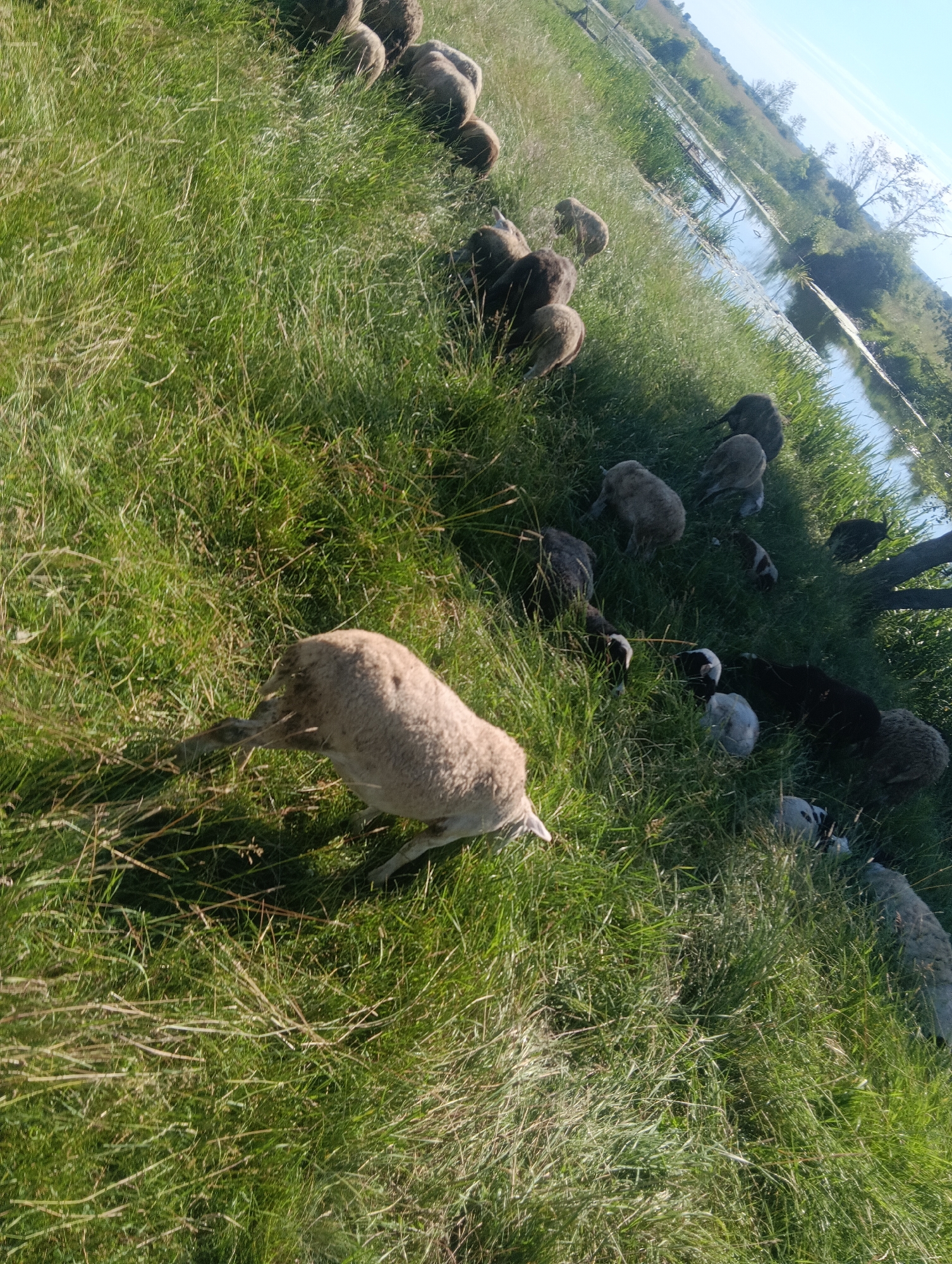 A flock of sheep graze on a grassy hillside next to a body of water. The sheep are of various colors, including white, brown, and black, and appear to be of different ages, with some likely being lambs. The sun is shining, casting shadows on the grass, and the sky is clear and blue. The water's edge is lined with tall reeds and grass. The scene suggests a peaceful rural setting.