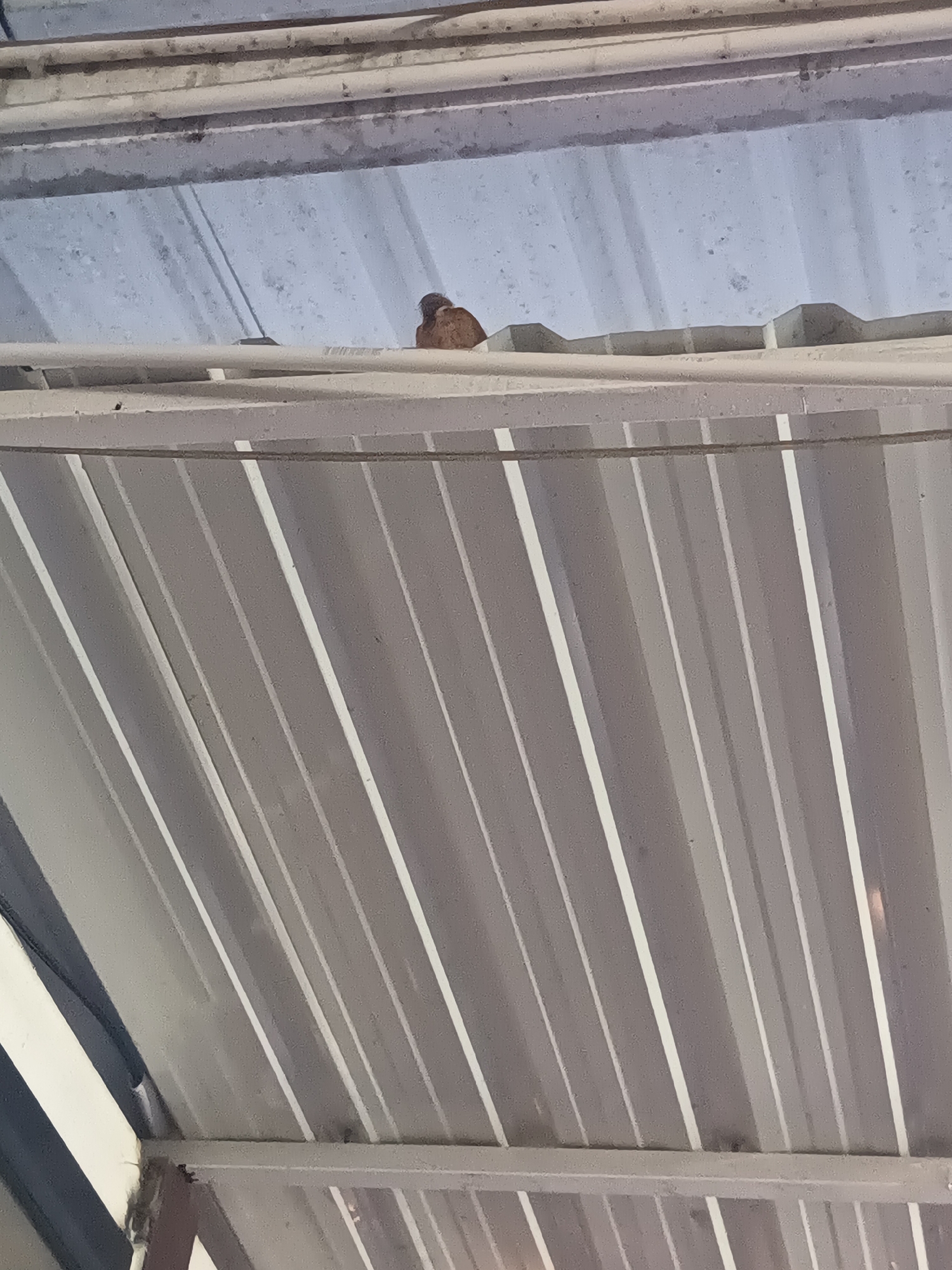 The image shows a bird perched on a metal structure, likely a roof or awning. The structure is composed of repeating, parallel sections with a striped appearance due to the interplay of light and shadow. The metal is grey with thin white lines in between. The bird, light brown in color, is sitting atop the structure, further in the background and partially obscured by the overall construction. The bird is perched towards the center of the image. The lighting in the picture appears to be ambient, casting shadows across the metal structure. The exact location within Surat Thani City Municipality, Thailand cannot be determined from the image.