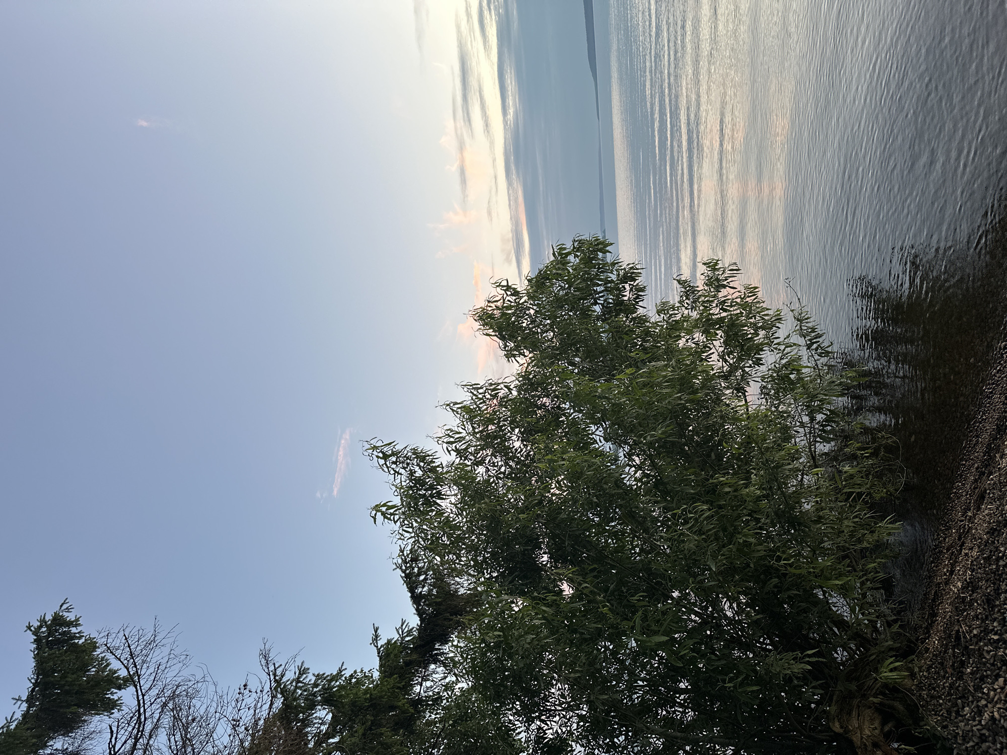 This image depicts a serene natural landscape with a large, leafy tree dominating the left side of the frame. The tree's branches extend over a body of water, which appears to be a lake or a wide river, with gentle ripples on its surface. The water reflects the soft hues of the sky, which is a pale blue with streaks of pink and orange from a sunset or sunrise. In the distance, a faint outline of land is visible, suggesting the presence of hills or mountains on the horizon. The foreground is a pebbly shore, with the tree's roots partially visible. The scene evokes a sense of tranquility and natural beauty. The location is identified as Горы, Russia, suggesting a mountainous region.