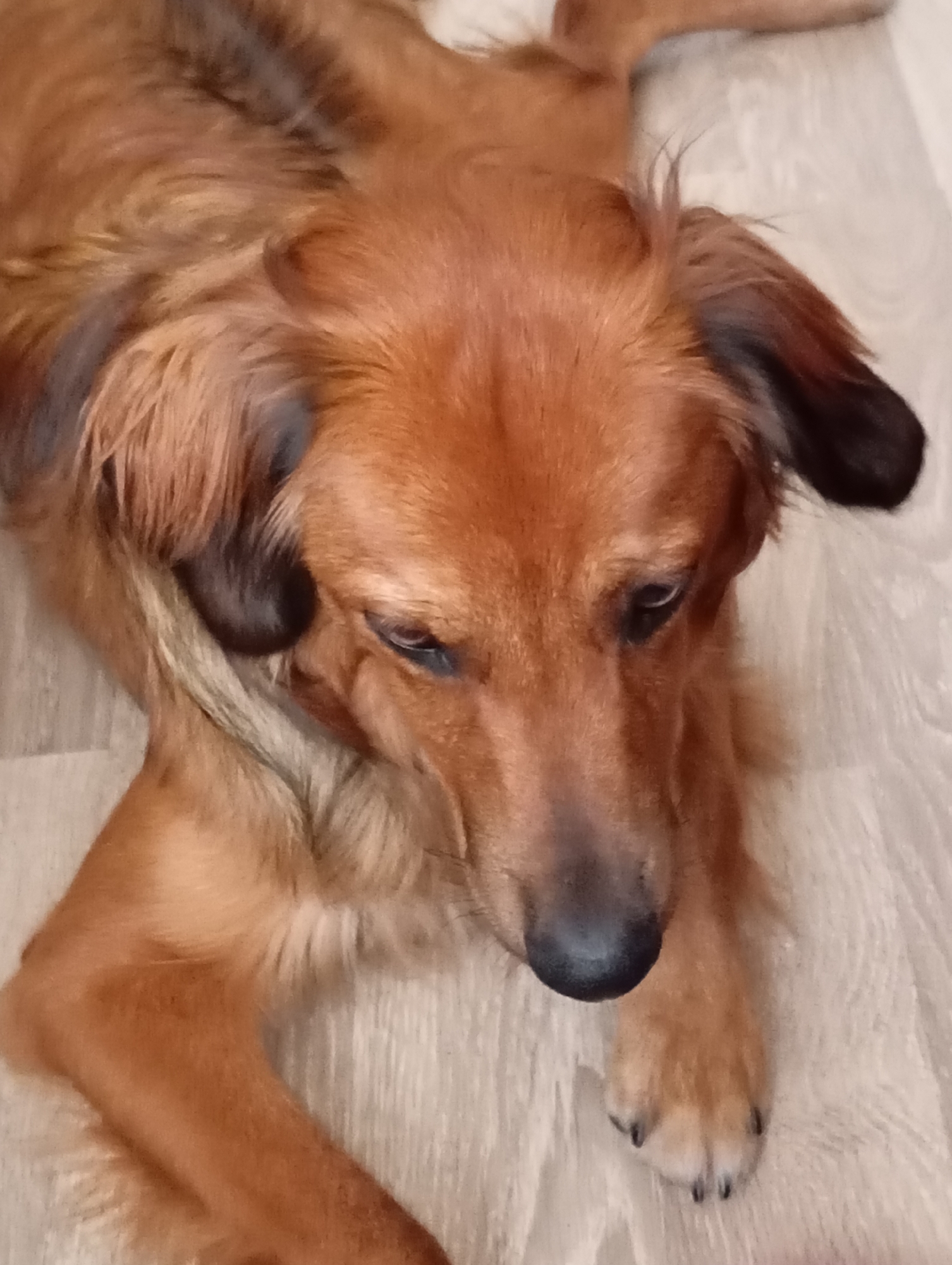 A medium shot captures a brown-haired dog lying on a light-colored wooden floor. The dog is positioned diagonally across the frame, facing towards the bottom right corner. Its head is turned slightly downwards, with its eyes looking in that direction. The dog's ears are floppy, with the tips appearing dark brown or black. Its fur is medium length and appears somewhat disheveled, with strands of lighter and darker brown mixed throughout. The dog's paws are visible, with one paw resting on a white fluffy surface, possibly a rug or blanket, that extends across the top and right side of the frame. The lighting is soft, suggesting an indoor setting with diffused light. The overall mood is calm and relaxed. There is no visible text in the image. The location context is Batumi, Georgia.