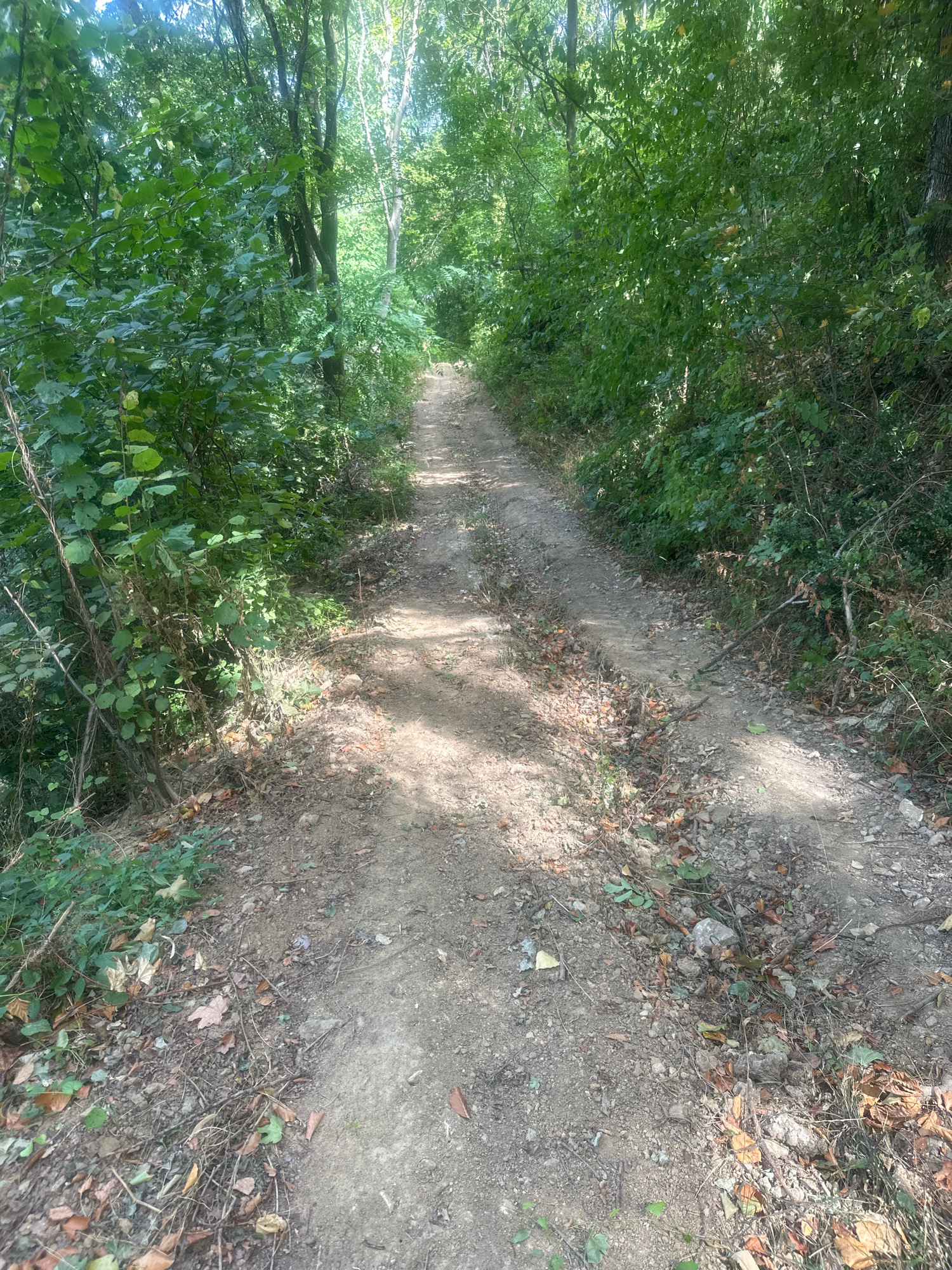 The image shows a dirt path winding through a dense forest. The path is narrow and uneven, with loose dirt and scattered leaves. The trees on either side of the path are tall and leafy, creating a shaded canopy overhead. Sunlight filters through the leaves, dappling the path with light and shadow. The overall impression is one of a secluded and natural setting. The location is a dirt path in a forest, likely in or around the Golubac Municipality in Serbia, based on the provided context.