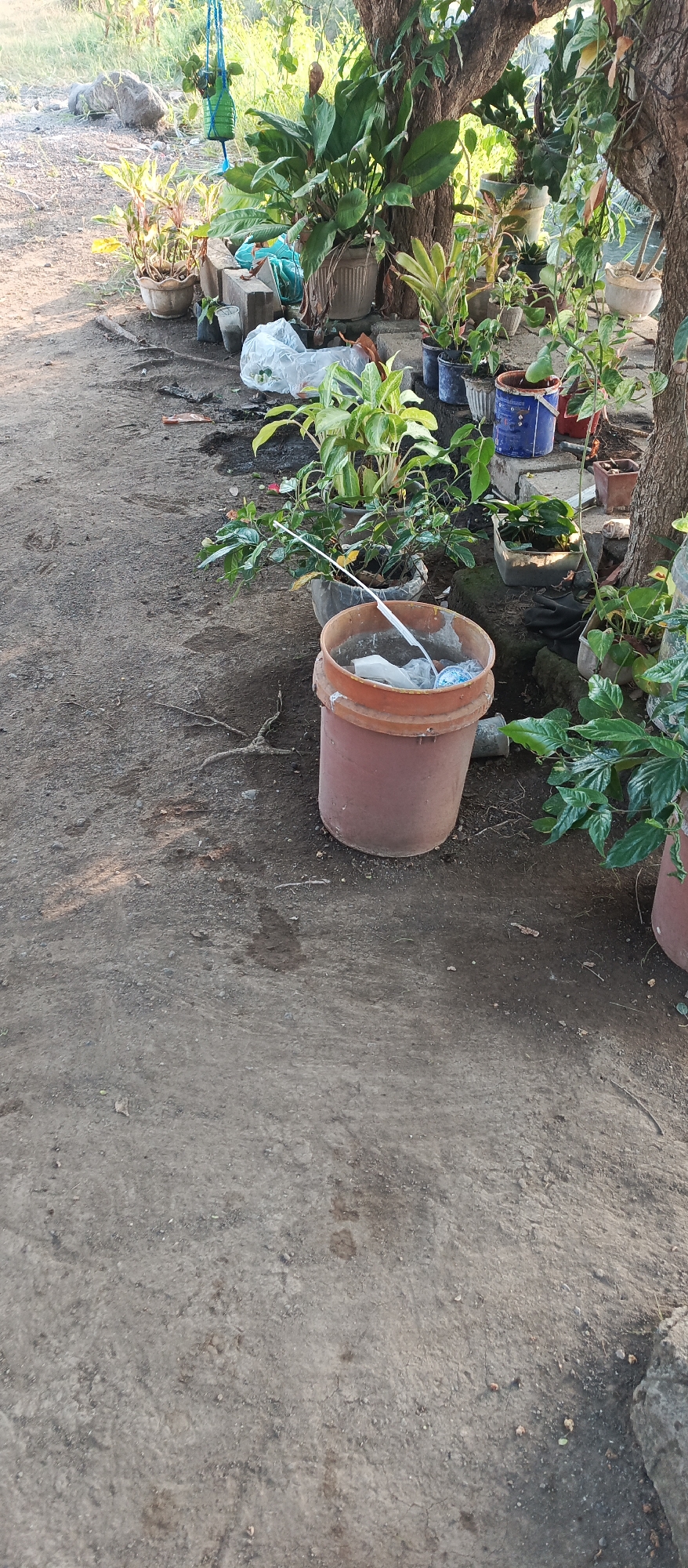 The image shows an outdoor scene in Jatisari, Indonesia. In the foreground, there is a large, reddish-brown bucket filled with white plastic bags and a white stick. To the left of the bucket, the ground is rough and dusty, with some exposed roots. Behind the bucket, there are several potted plants, some of which are lush and green, while others appear to be more sparse. There are also some concrete blocks and a blue bucket visible among the plants. In the background, lush greenery and trees create a natural backdrop. The overall impression is of a somewhat cluttered, informal outdoor space, likely a garden or yard. There are no people visible in the image, and no specific actions or interactions are depicted. The lighting suggests it is daytime, possibly late afternoon given the shadows.