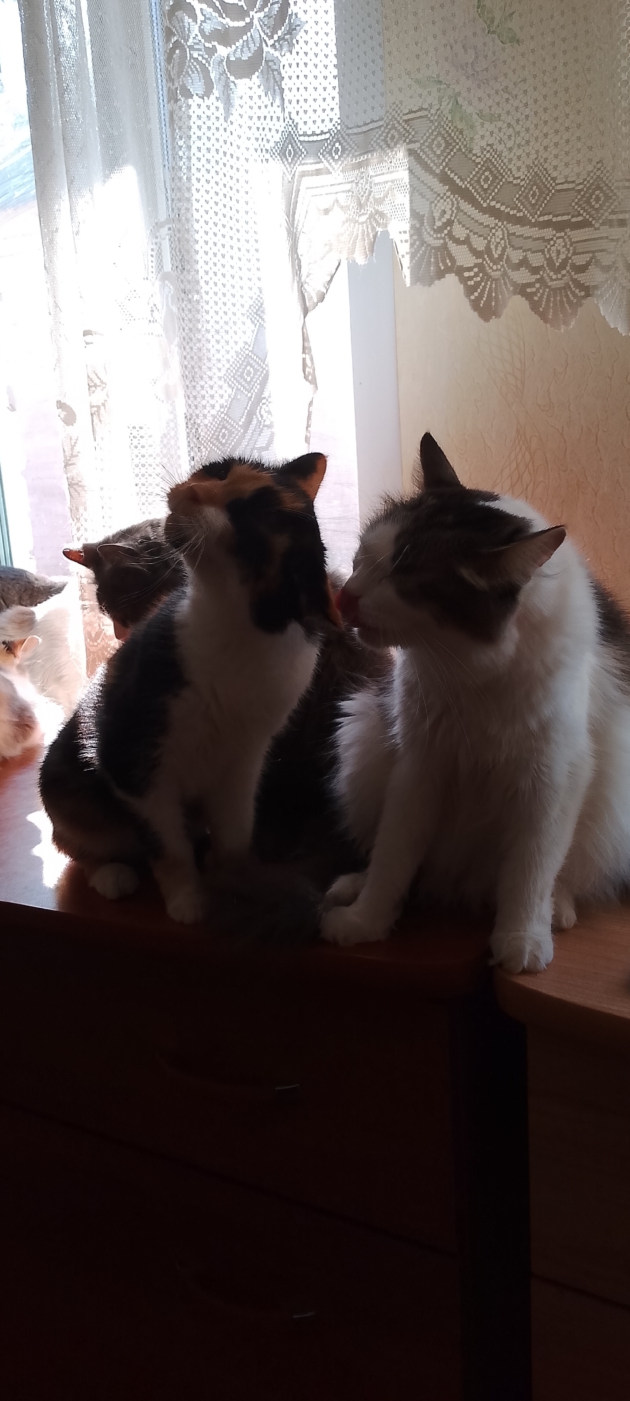 In a sunlit room, possibly in Belgorod, Russia, four cats are gathered on a wooden surface, likely a dresser or table. In the foreground, a calico cat is looking upwards, its face a mix of black, orange, and white. To its right, a fluffy white and brown cat is grooming or nuzzling the calico cat, with its tongue slightly extended. Behind these two, another cat, predominantly gray, is partially visible, also looking upwards or forwards. On the far left, a white cat with orange markings is mostly out of frame, its face turned away. The background features sheer white lace curtains with a floral pattern, allowing sunlight to stream through and cast soft shadows. The lighting suggests it is daytime.