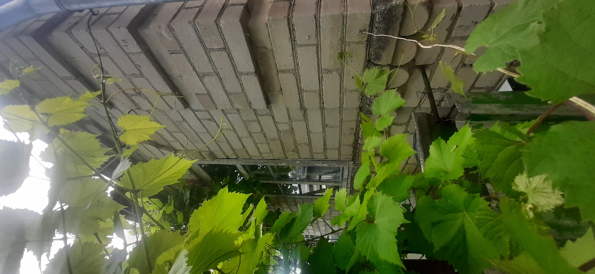 The image shows a close-up view of green grape leaves in the foreground, partially obscuring a light-colored brick building with a window. The building's corner is visible, and a downspout runs along the right edge of the image. The environment appears to be outdoors, possibly in a residential area. No people or specific actions are depicted. The location is Yessentukskaya, Russia.