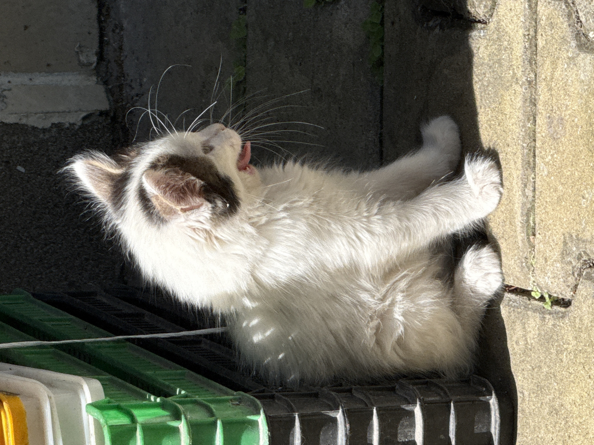 A fluffy white kitten with brown markings is sitting on a stone patio in an outdoor urban environment. The kitten is facing right, with its mouth open, appearing to yawn or vocalize. It has large, long white whiskers and pointed ears. Behind the kitten are stacked plastic crates, one green and one dark gray, with a yellow object visible on top of the green crate. The background consists of a textured concrete wall or structure. Sunlight is casting dappled shadows on the kitten and the patio. The scene is likely in an alleyway or a less-maintained area of a city.