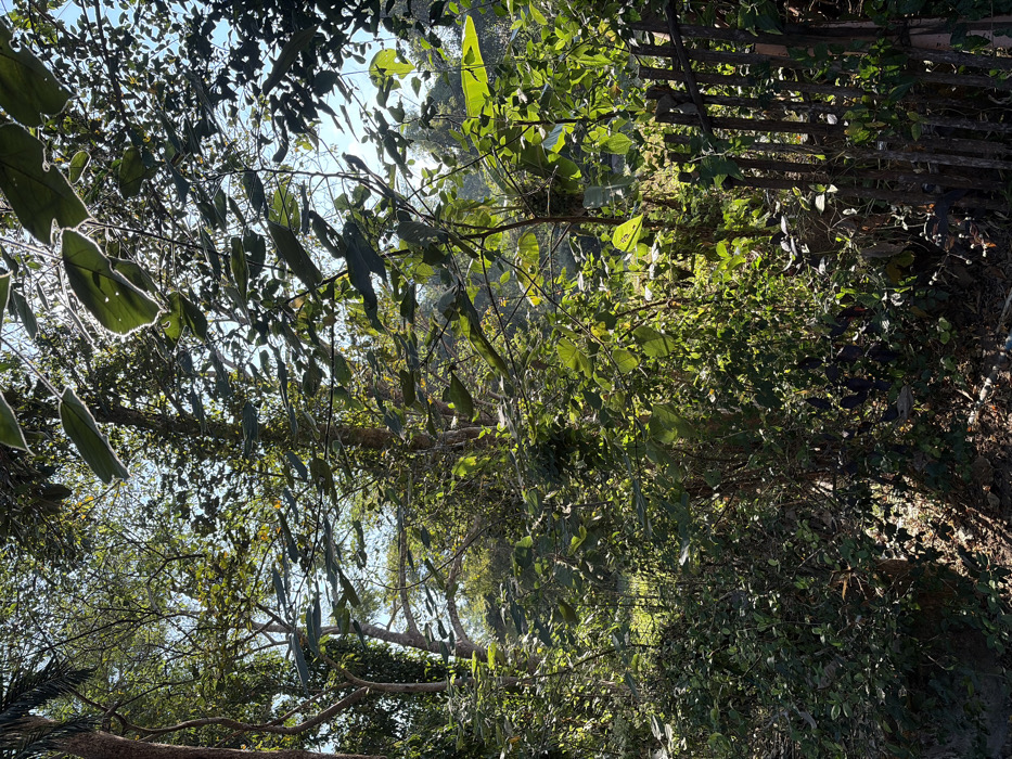 A vibrant green canopy fills the frame, sunlight piercing through a dense array of leaves, creating dappled patterns. A collection of thin, elongated leaves with bright outlines hangs down. A rustic fence of wooden poles fades into the foliage to the right, suggesting a boundary. The scene exudes a natural, wild atmosphere, possibly captured in a forest or dense garden.