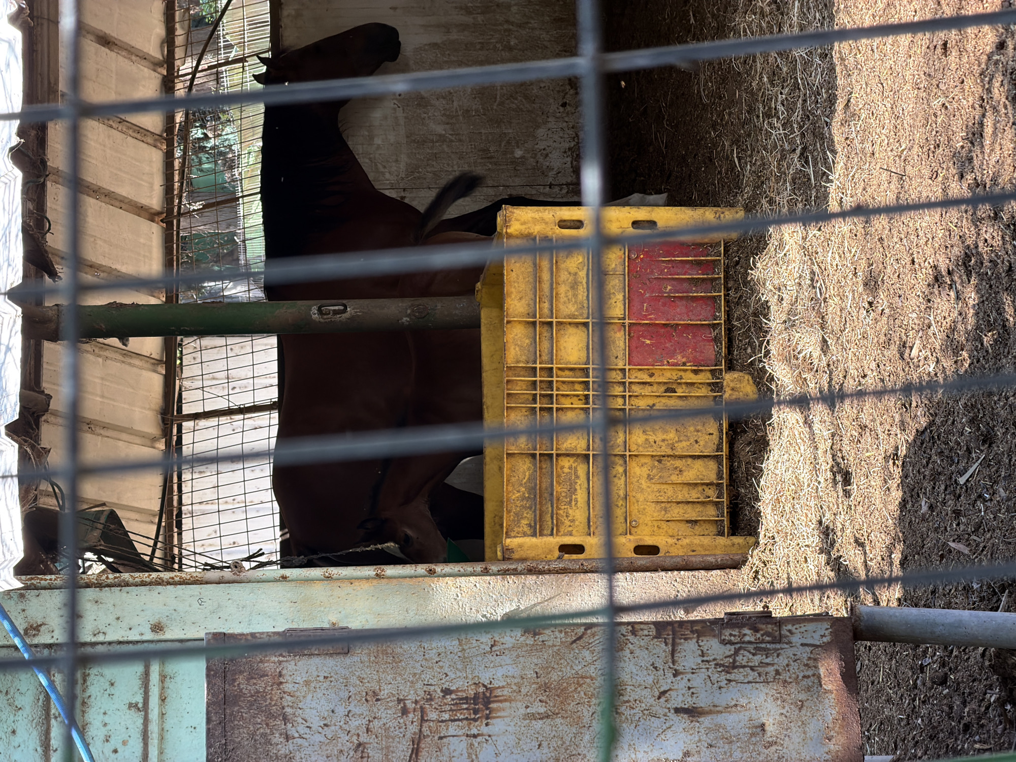A brown horse stands inside a fenced enclosure in Zvulun Regional Council, Israel. A yellow and red crate is next to the horse. Hay is visible on the ground near the crate. A building's exterior is visible in the background. The scene is viewed through a wire mesh fence.