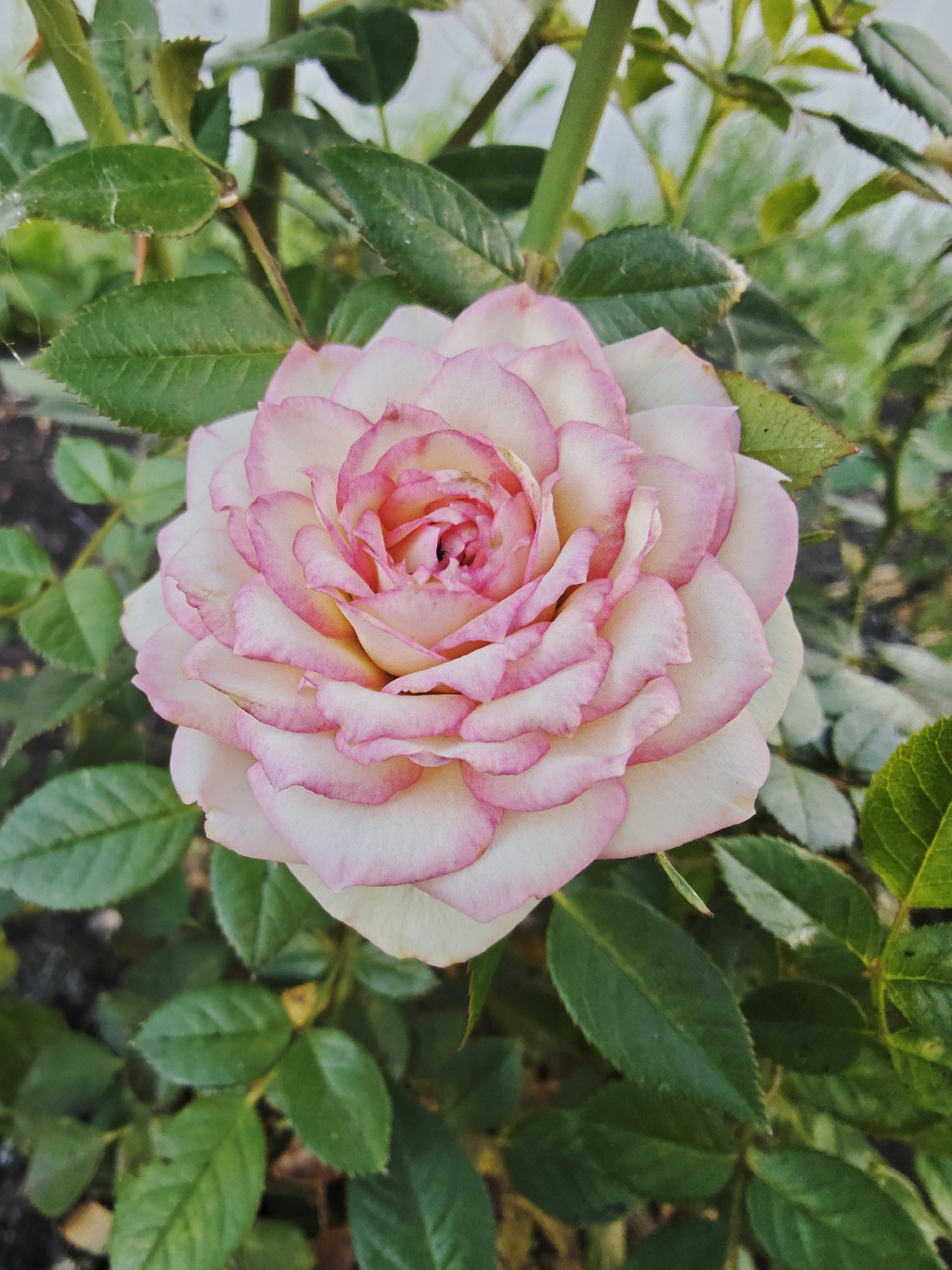 A close-up, top-down shot features a pale pink rose with white outer petals, tinged with a deeper pink along the edges. The rose is in full bloom and its petals are layered in a spiral formation. The rose is surrounded by lush green leaves and stems, some of which are slightly blurred, creating a shallow depth of field. The background consists of more foliage and hints of dark soil. The lighting appears natural and soft, suggesting an outdoor setting during the daytime. The image was taken in Bulgakovo, Russia.