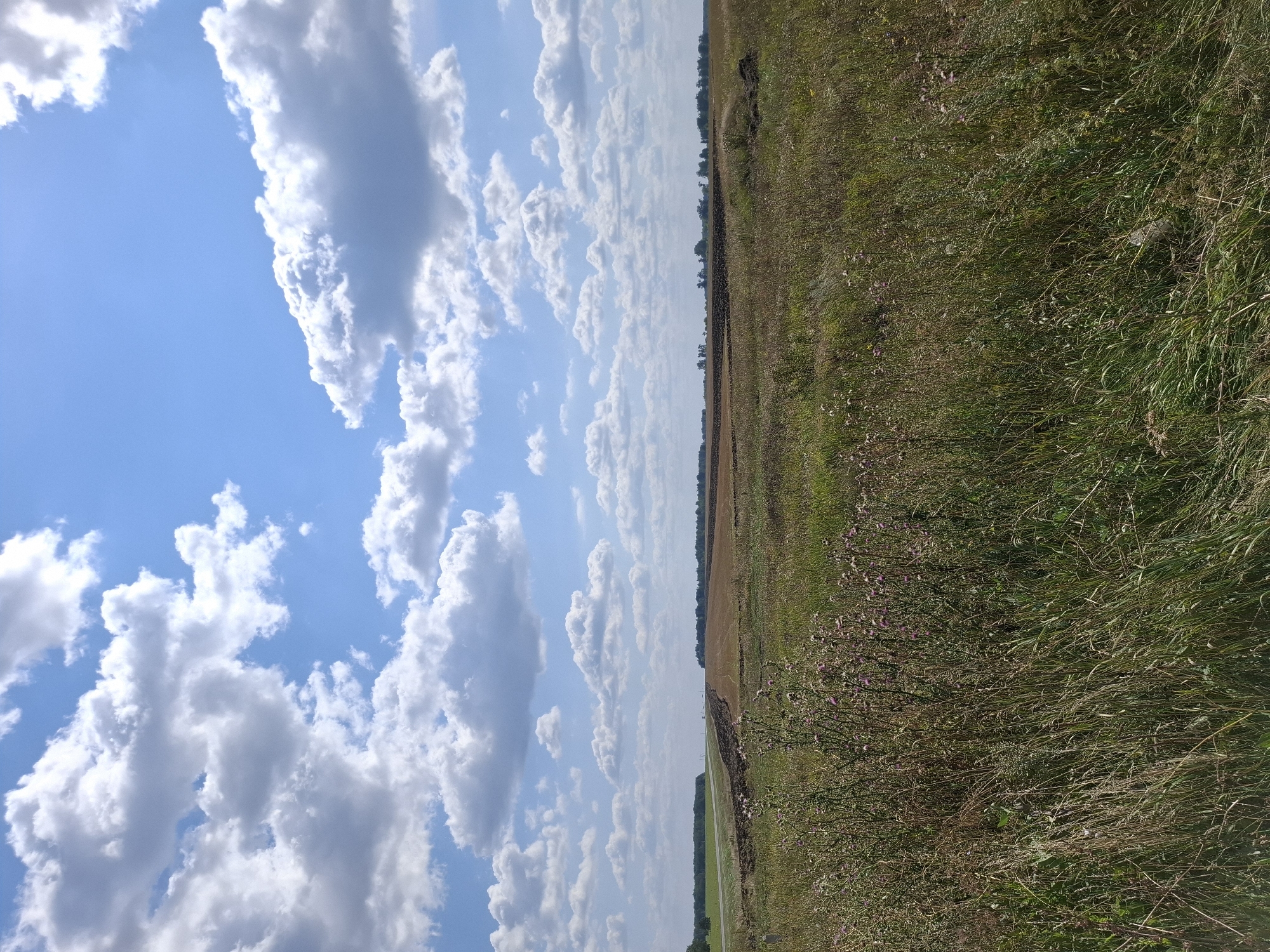 The image depicts an agricultural field under a partly cloudy blue sky in Bol'shaya Osinovka, Russia. The foreground is filled with tall, dry grasses and scattered purple thistles. In the midground, a freshly plowed furrow cuts across a field of stubble. The background shows a treeline and the horizon under a sky dotted with fluffy white clouds.