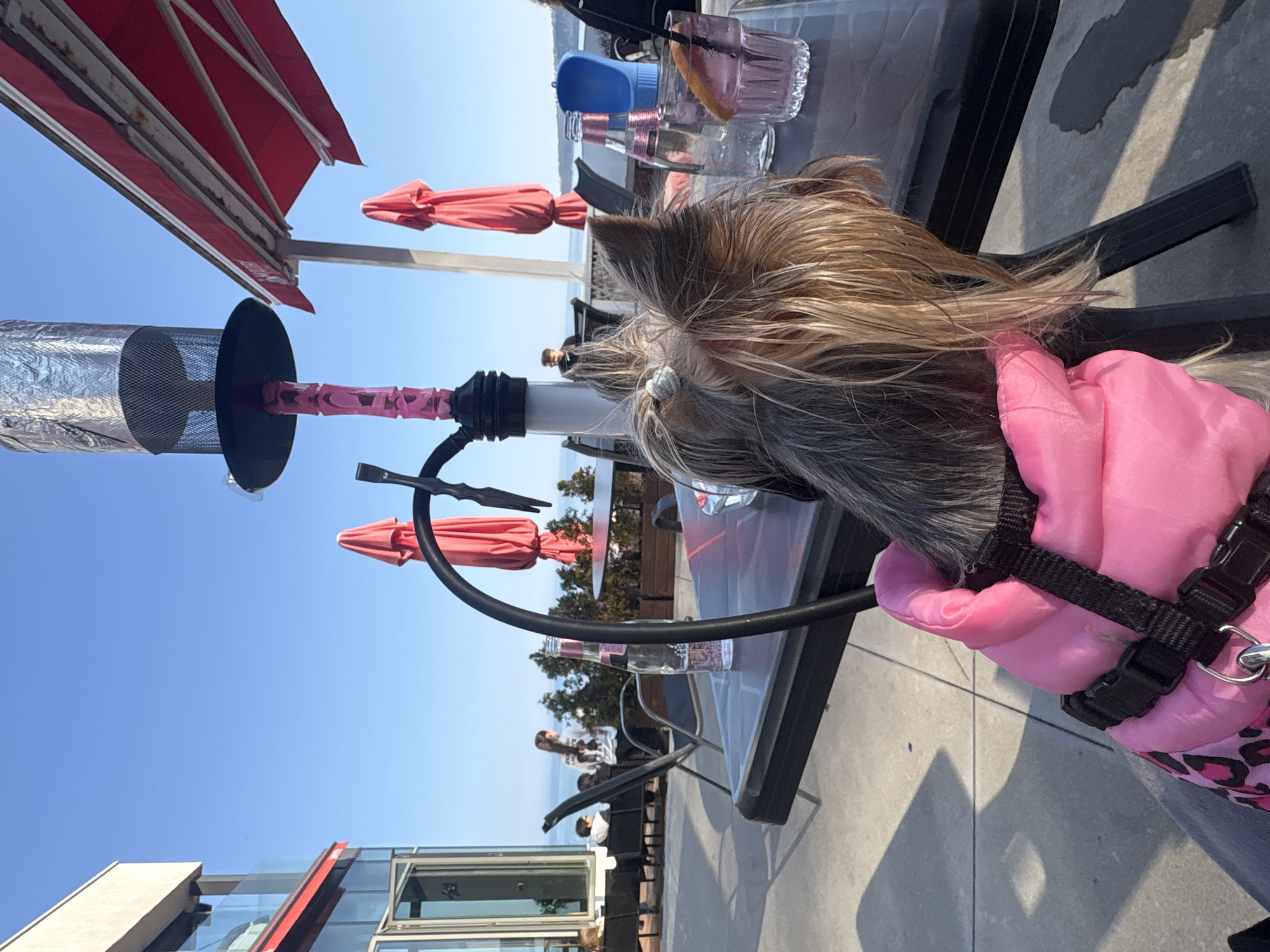 A daytime eye-level shot captures a dog wearing a pink coat and a black harness, seated at an outdoor table on a patio. The table is set with drinks, including a cocktail glass with a slice of citrus fruit, a blue plastic container, and several bottles. A hookah stands on the table, its hose nearby. The background shows other tables and chairs, people seated, red umbrellas, and a view of the sea. The photo appears to have been taken at a restaurant or bar, and the building in the background suggests a modern architectural style. While the exact location is uncertain, the presence of the sea and the architectural style could potentially indicate a location in Varna, Bulgaria.