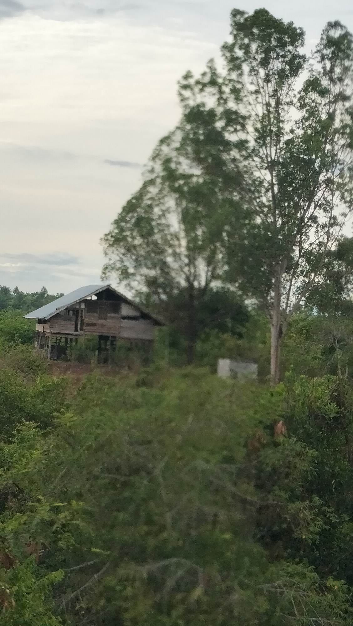 In an outdoor scene in the city of Unknown, Indonesia, a weathered wooden stilt house with a metal roof is partially visible amidst lush greenery. The house appears to be situated on a slight incline, with dense vegetation surrounding it. The sky above is overcast with scattered clouds. The image captures a serene, rural landscape with the stilt house as the central man-made structure.